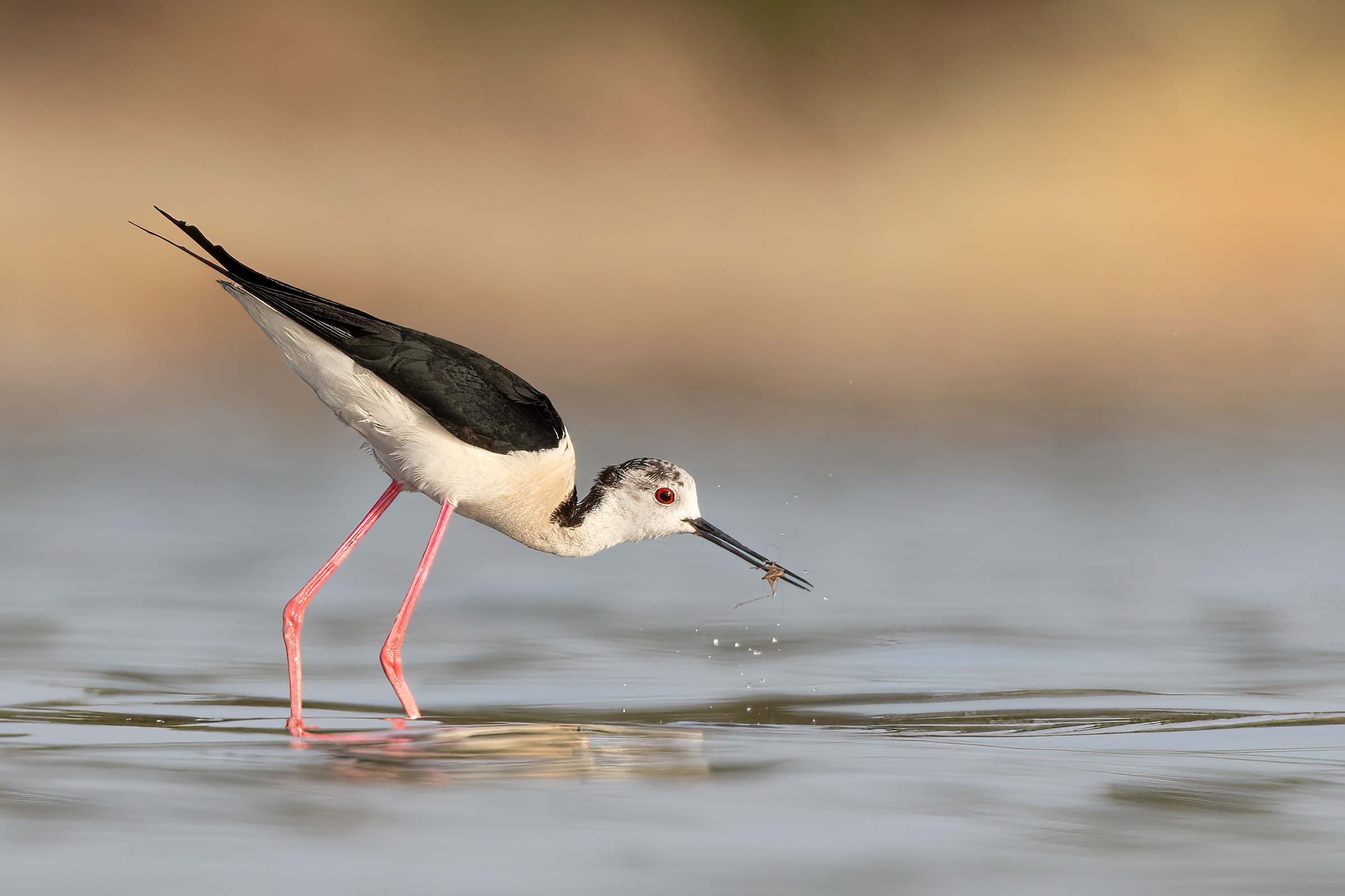 Cavaliere d'italia con preda