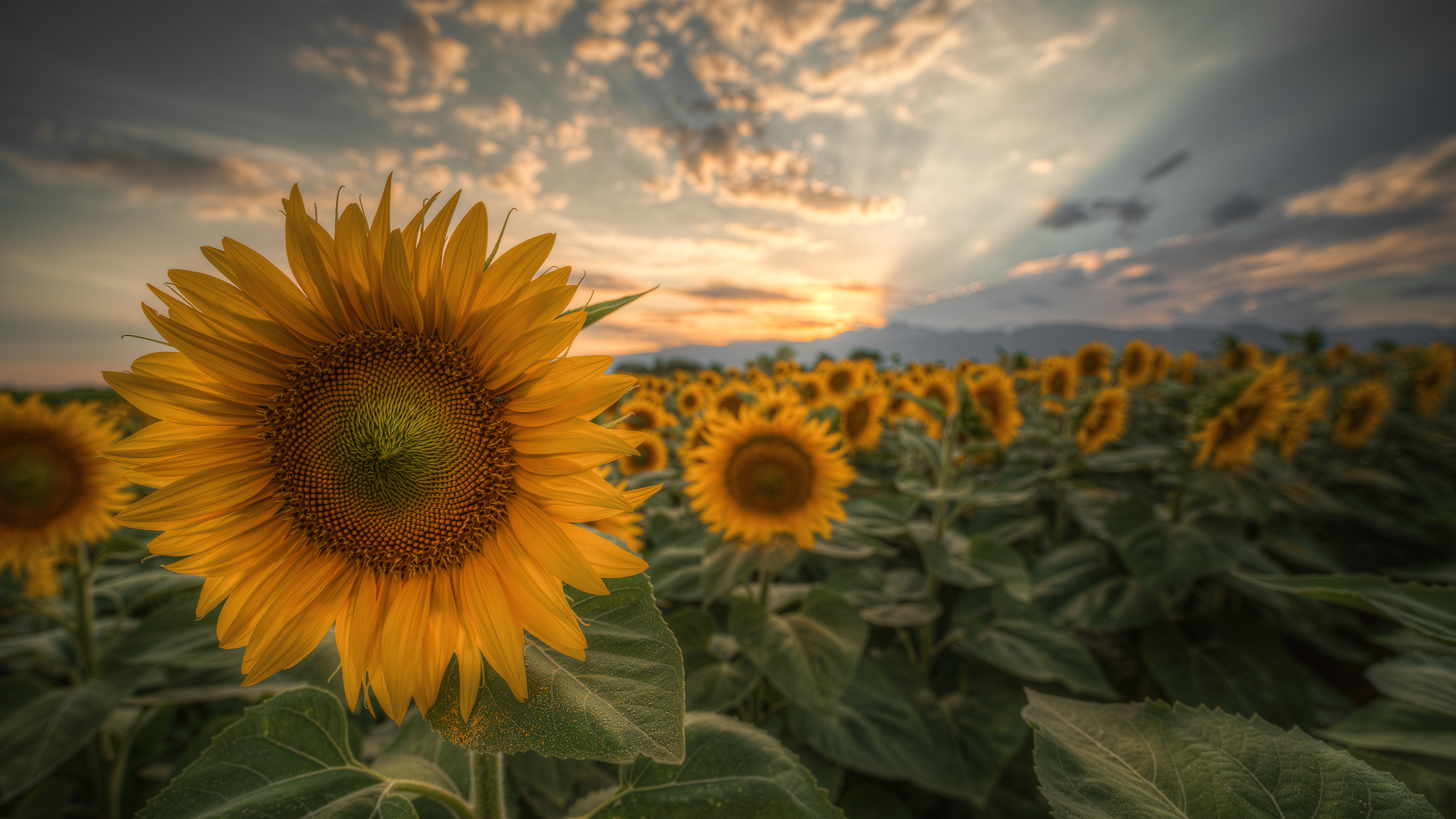 The colors of summer