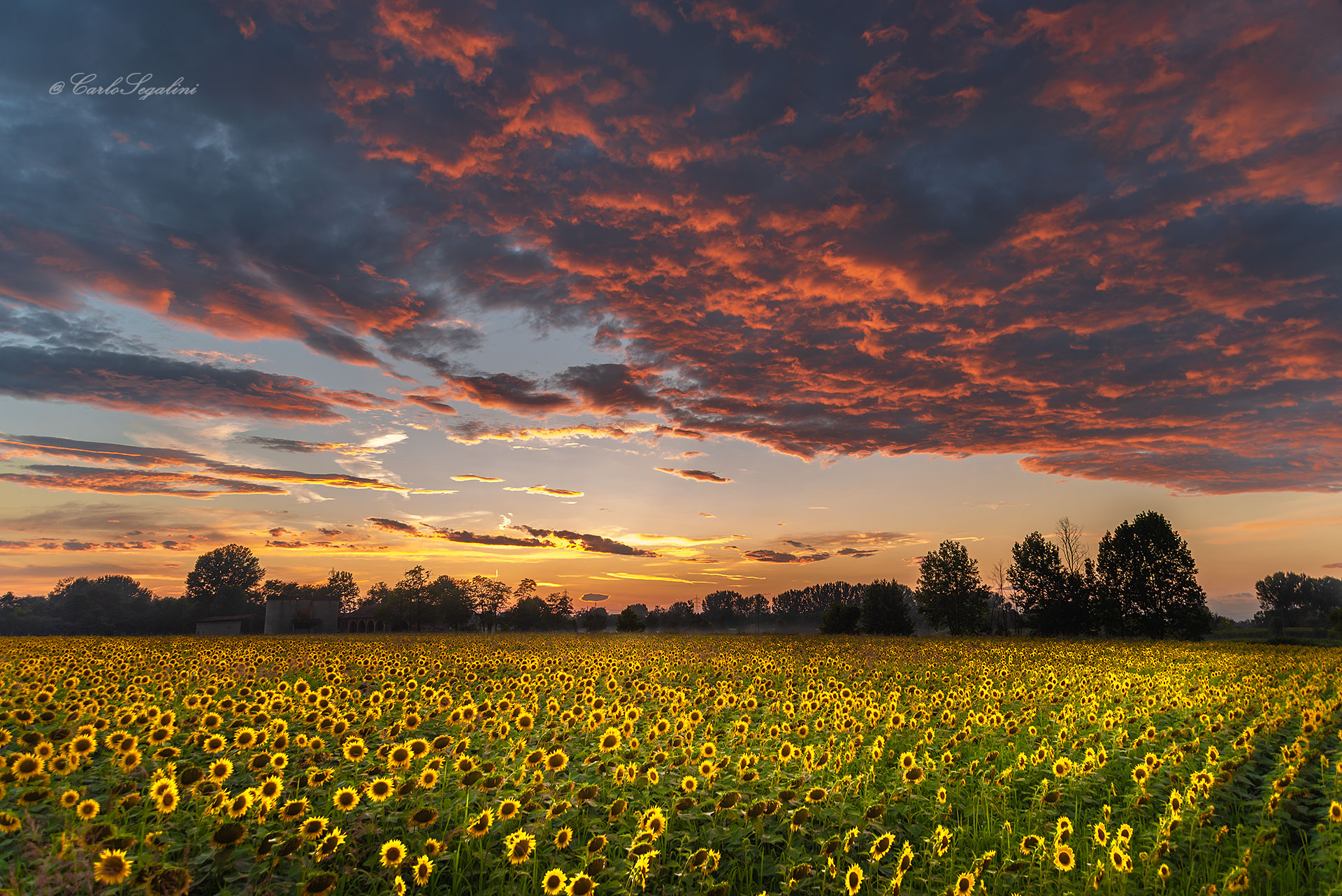 The sunflower field