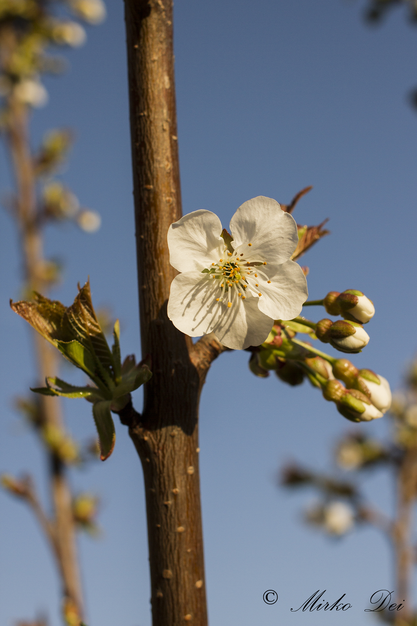 in attesa delle ciliege