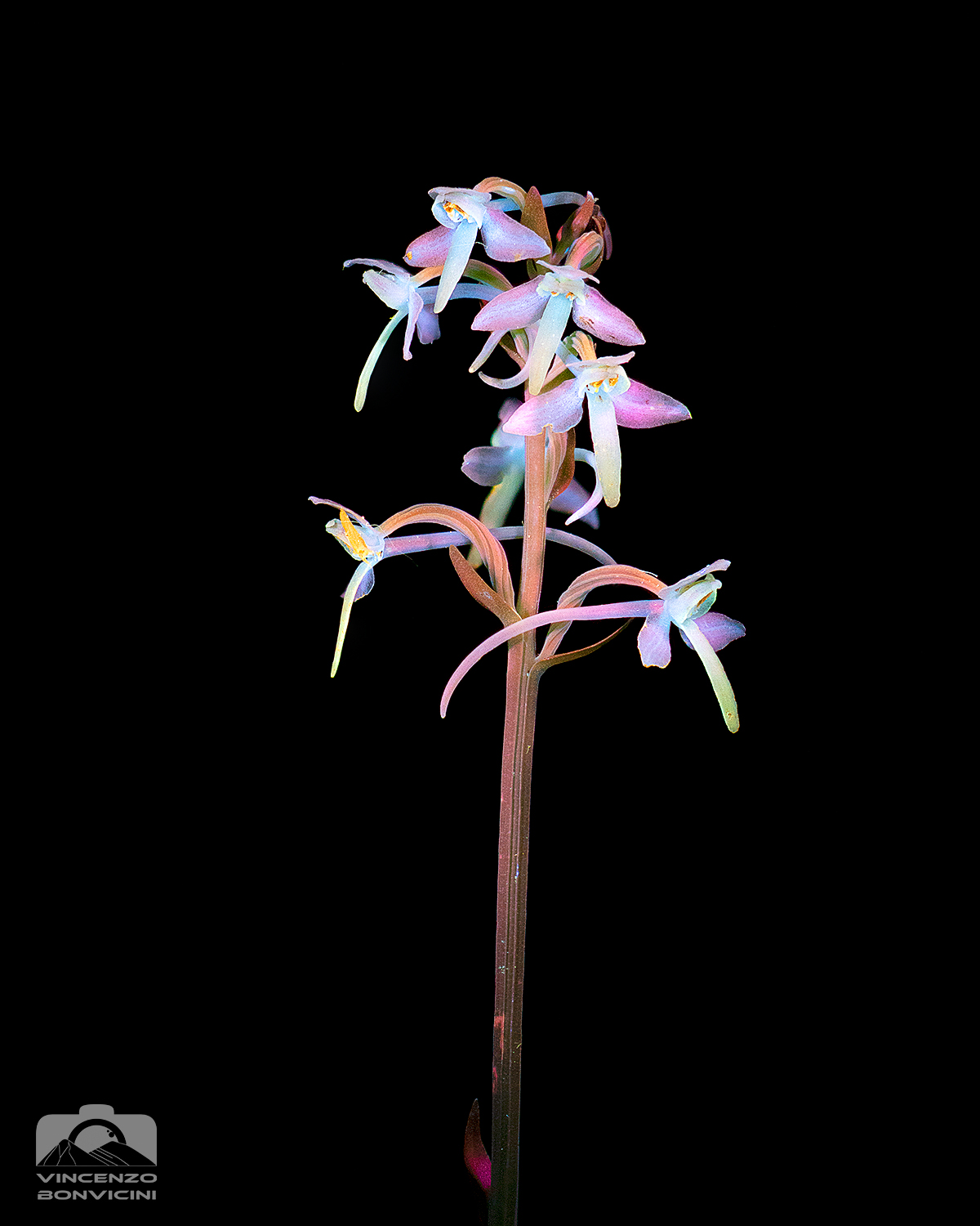 Platanthera bifolia UV