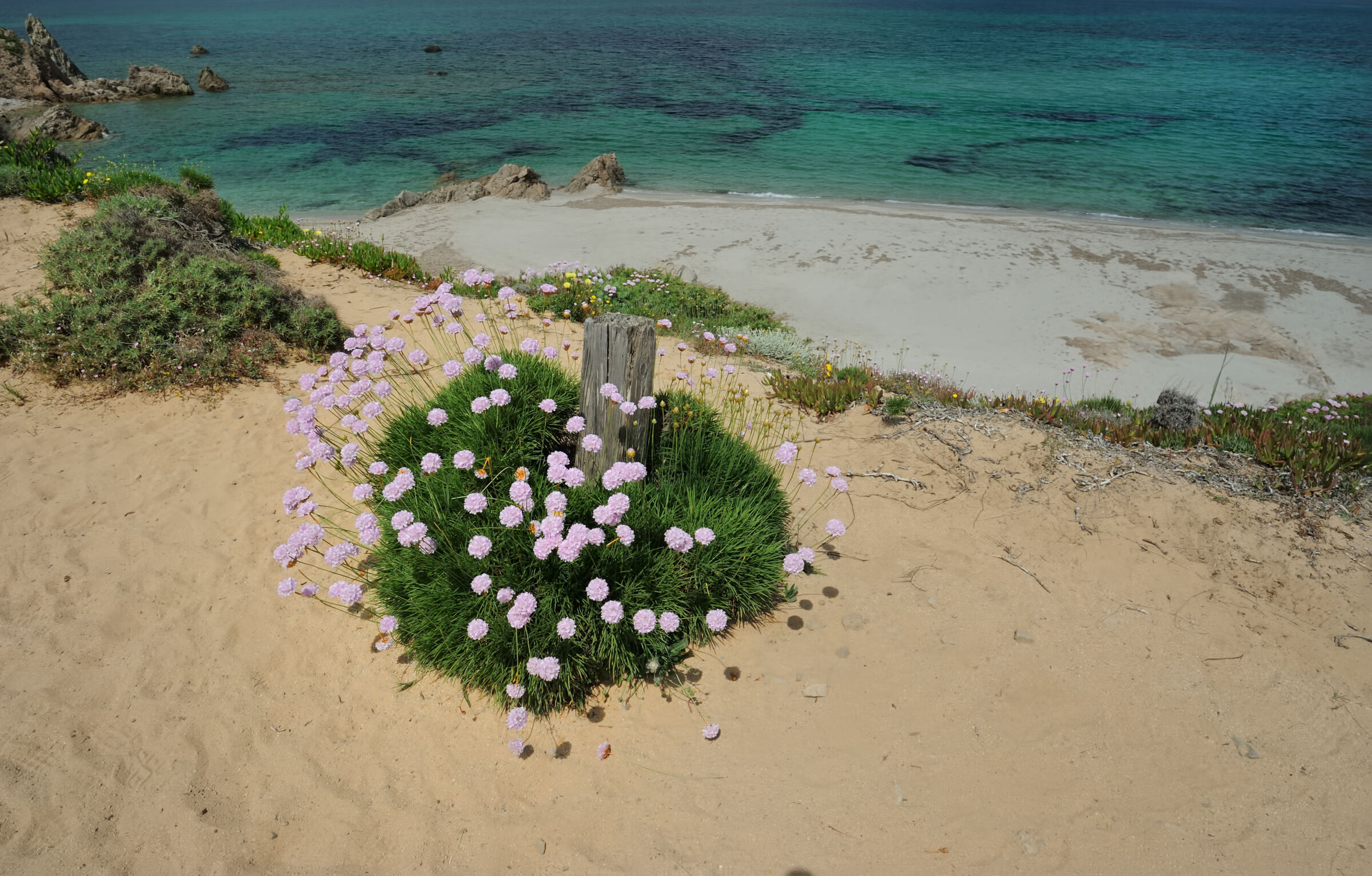 Rena Majore - Aglientu