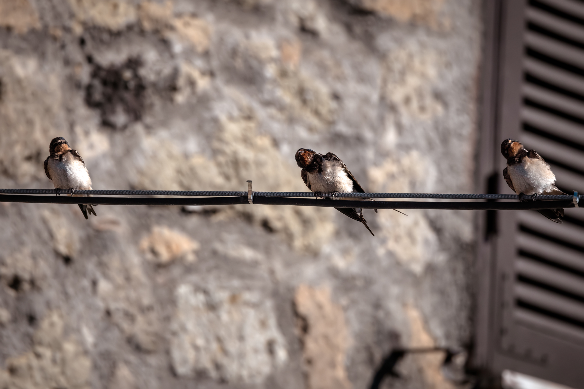swallows