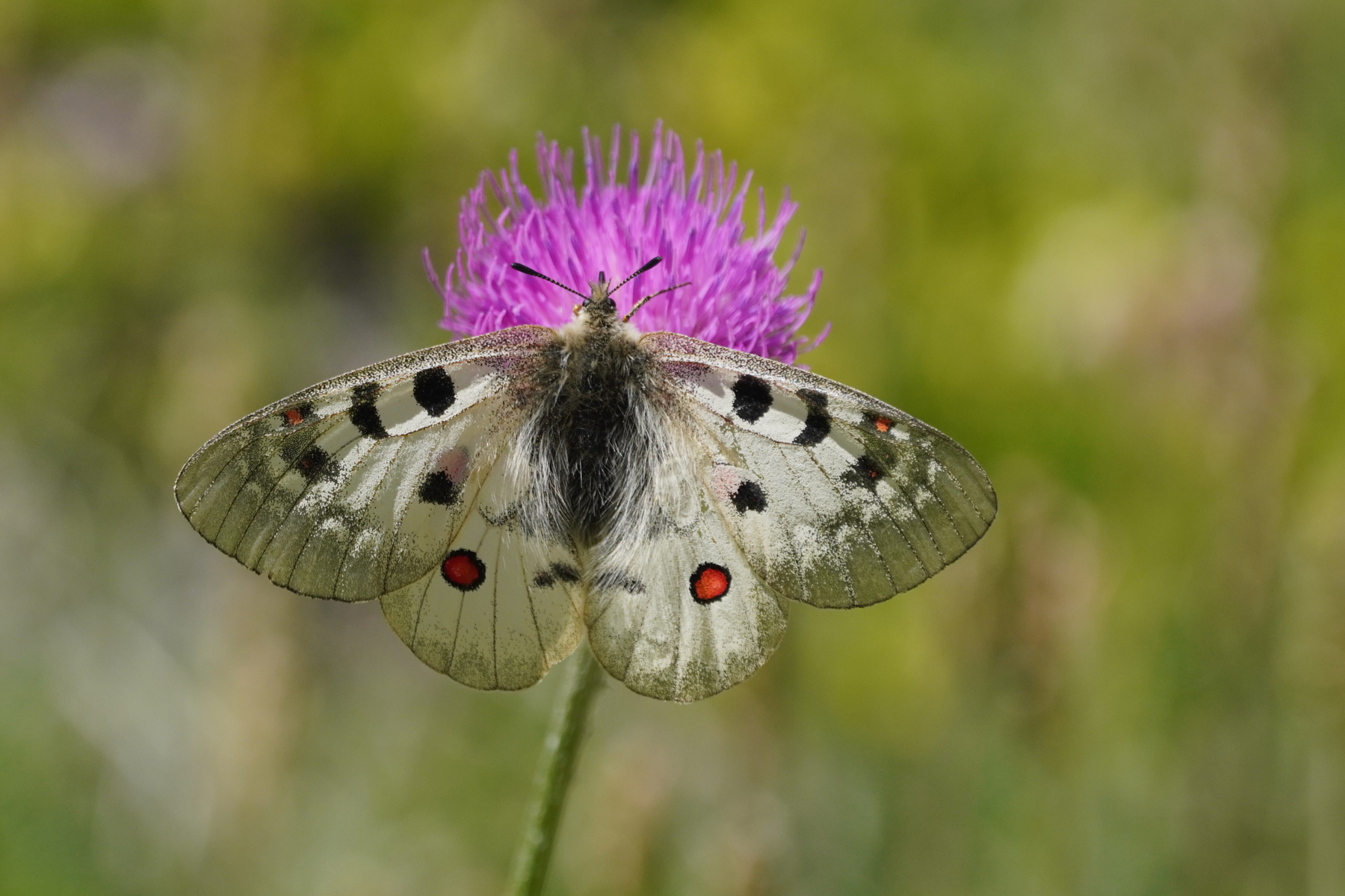 Parnassius phoebus