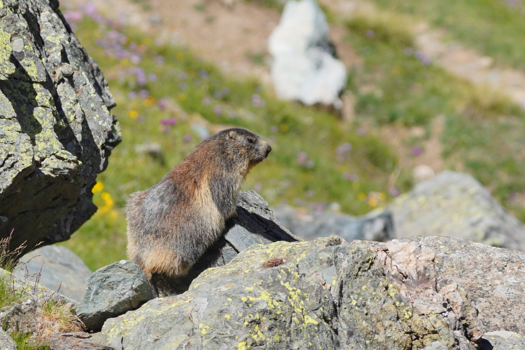 Marmot