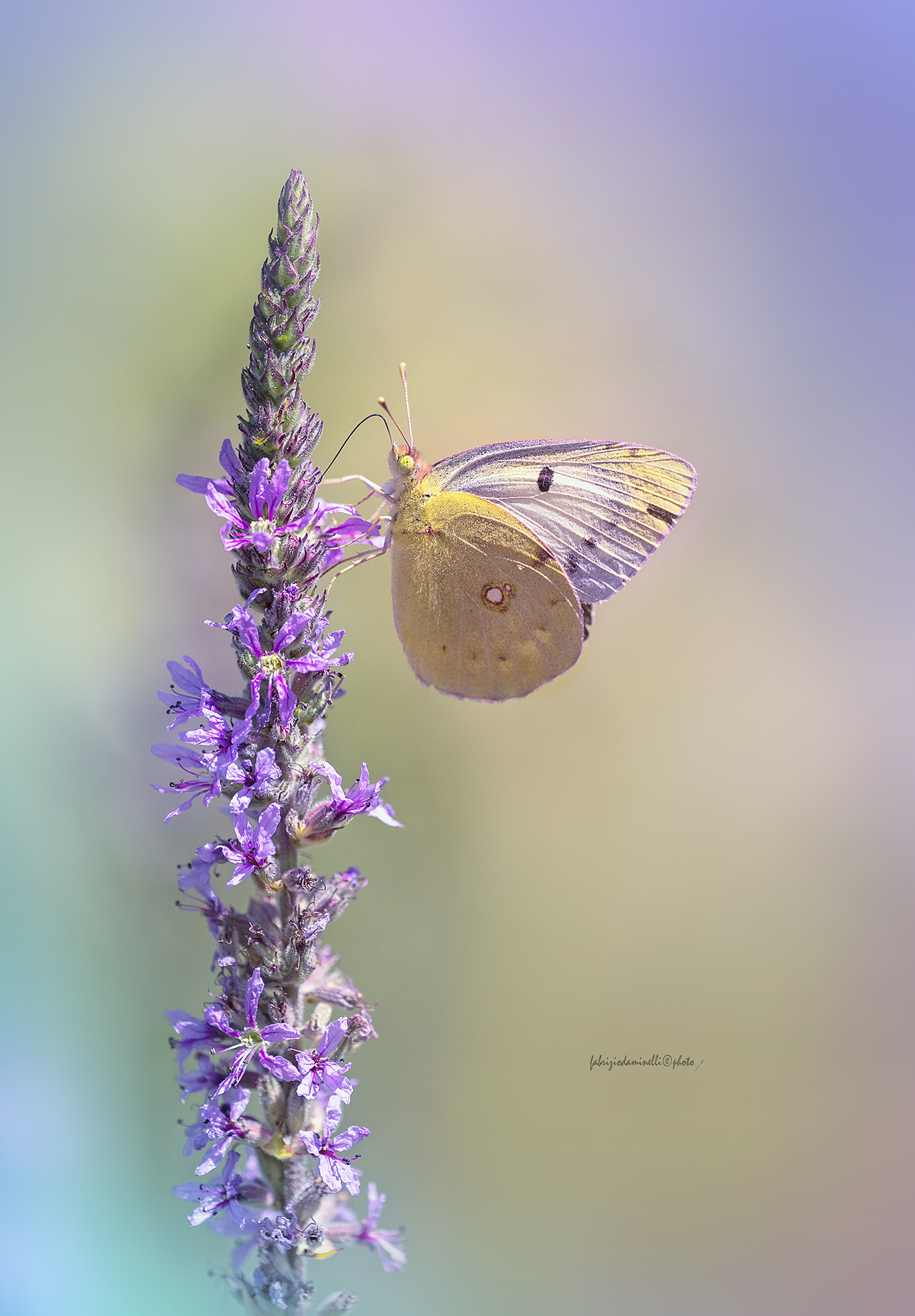 Colias alfacariensis