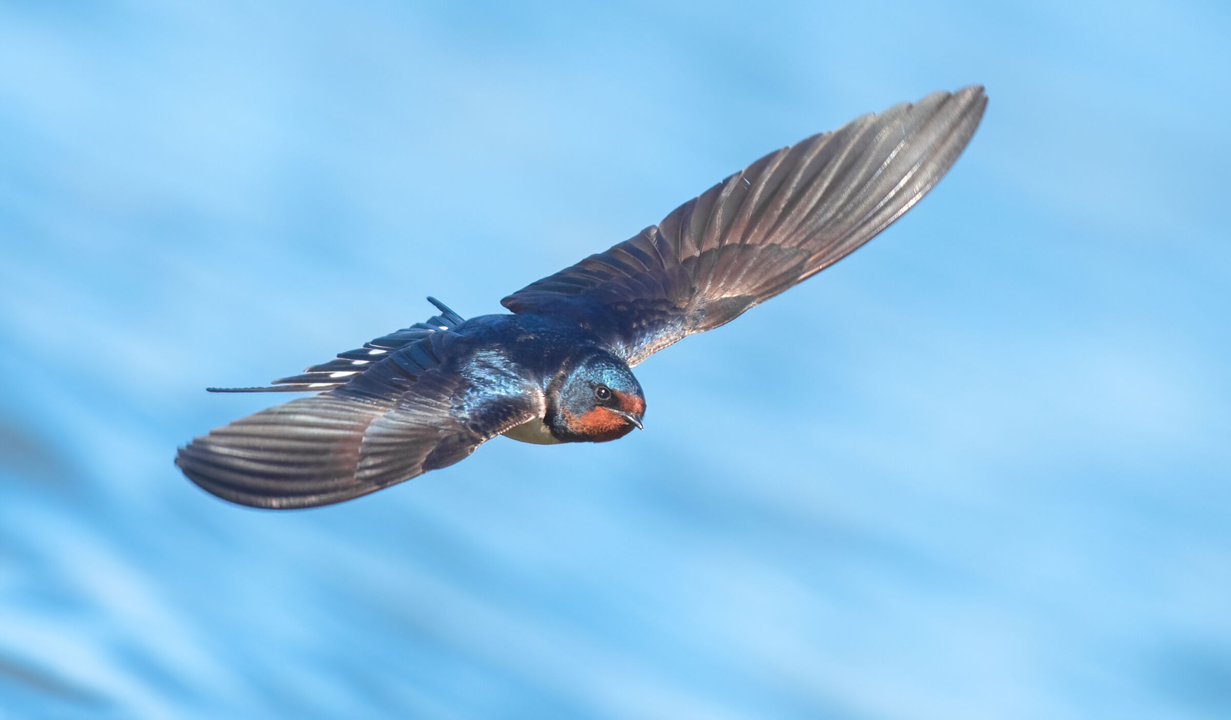barn swallow