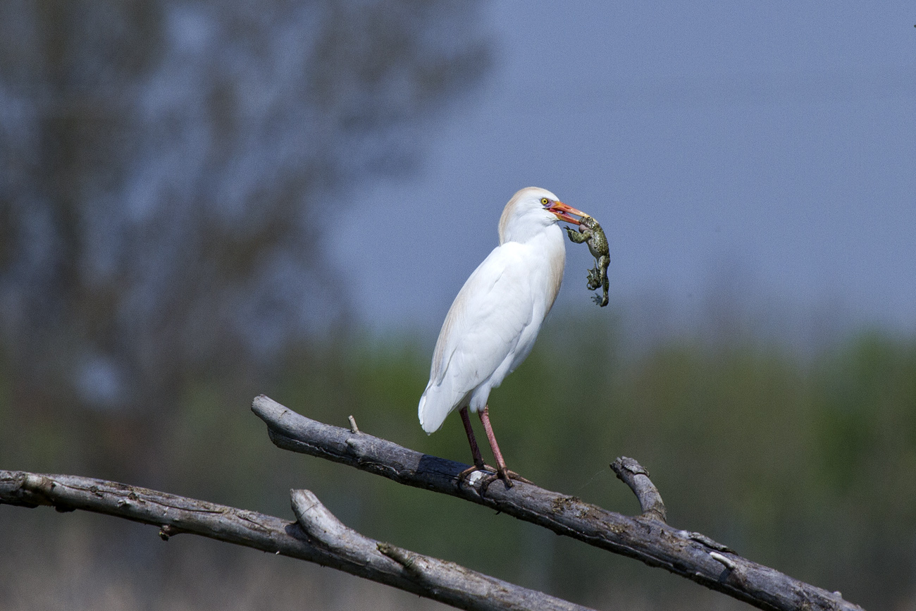 Il Pranzo dell'Airone Guardauoi