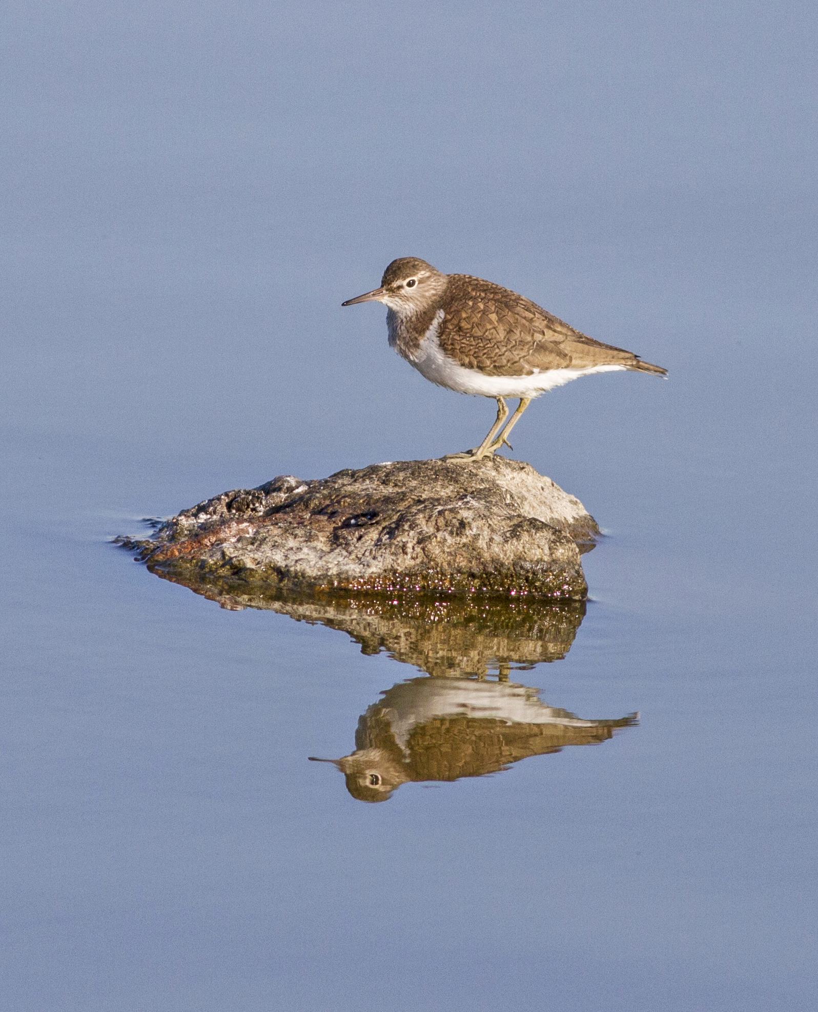 sandpipers