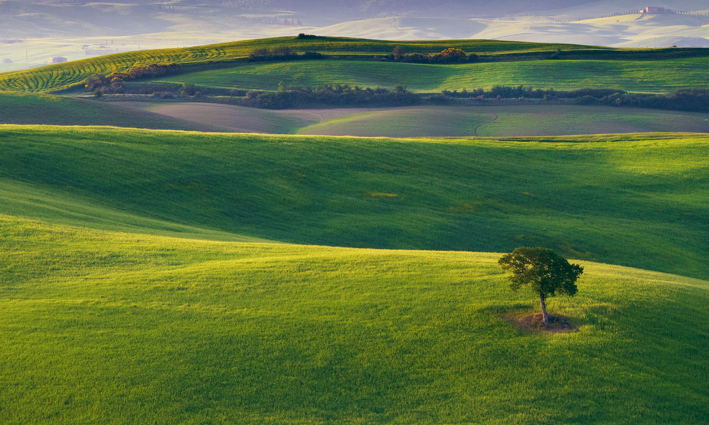 l'albero e la sua terra