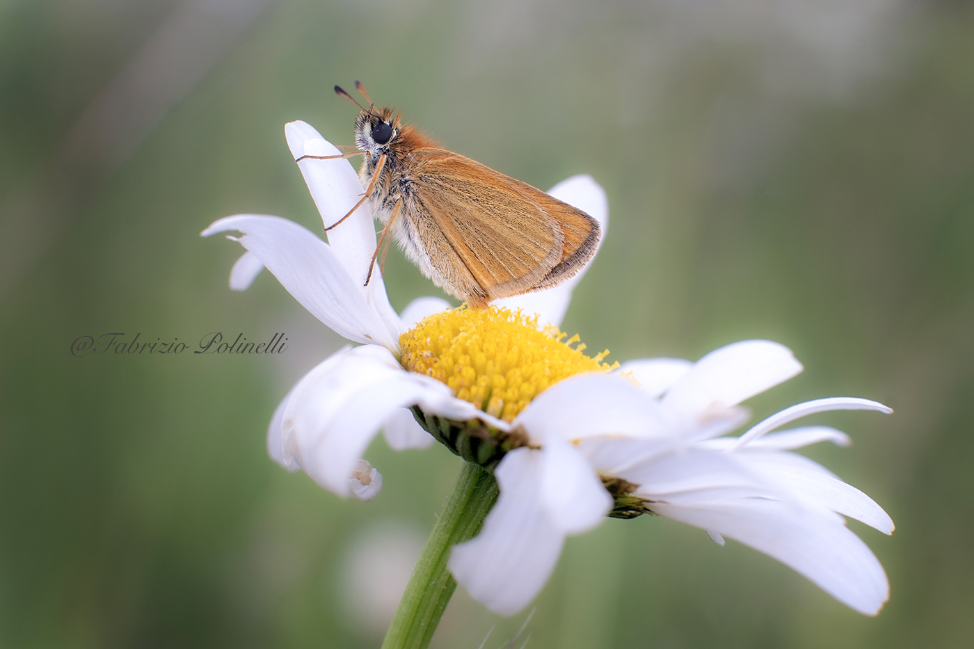 Farfalla di montagna