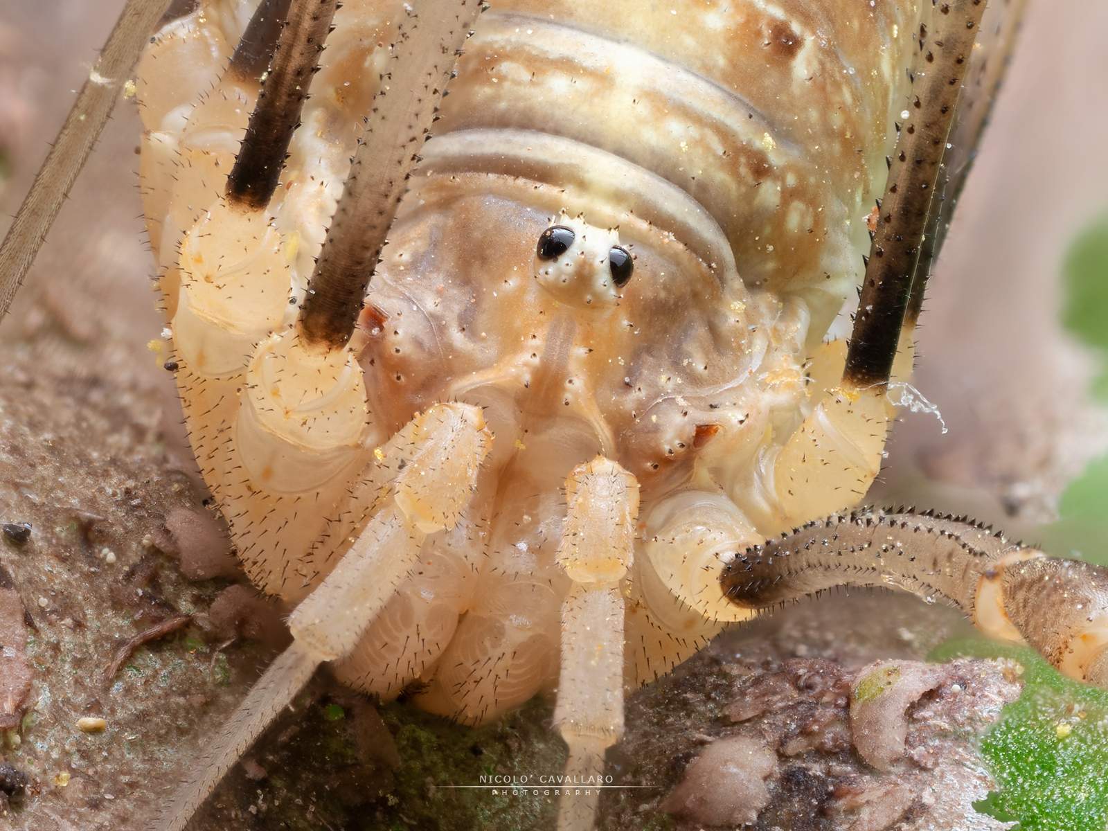 Falangio - Phalangium opilio