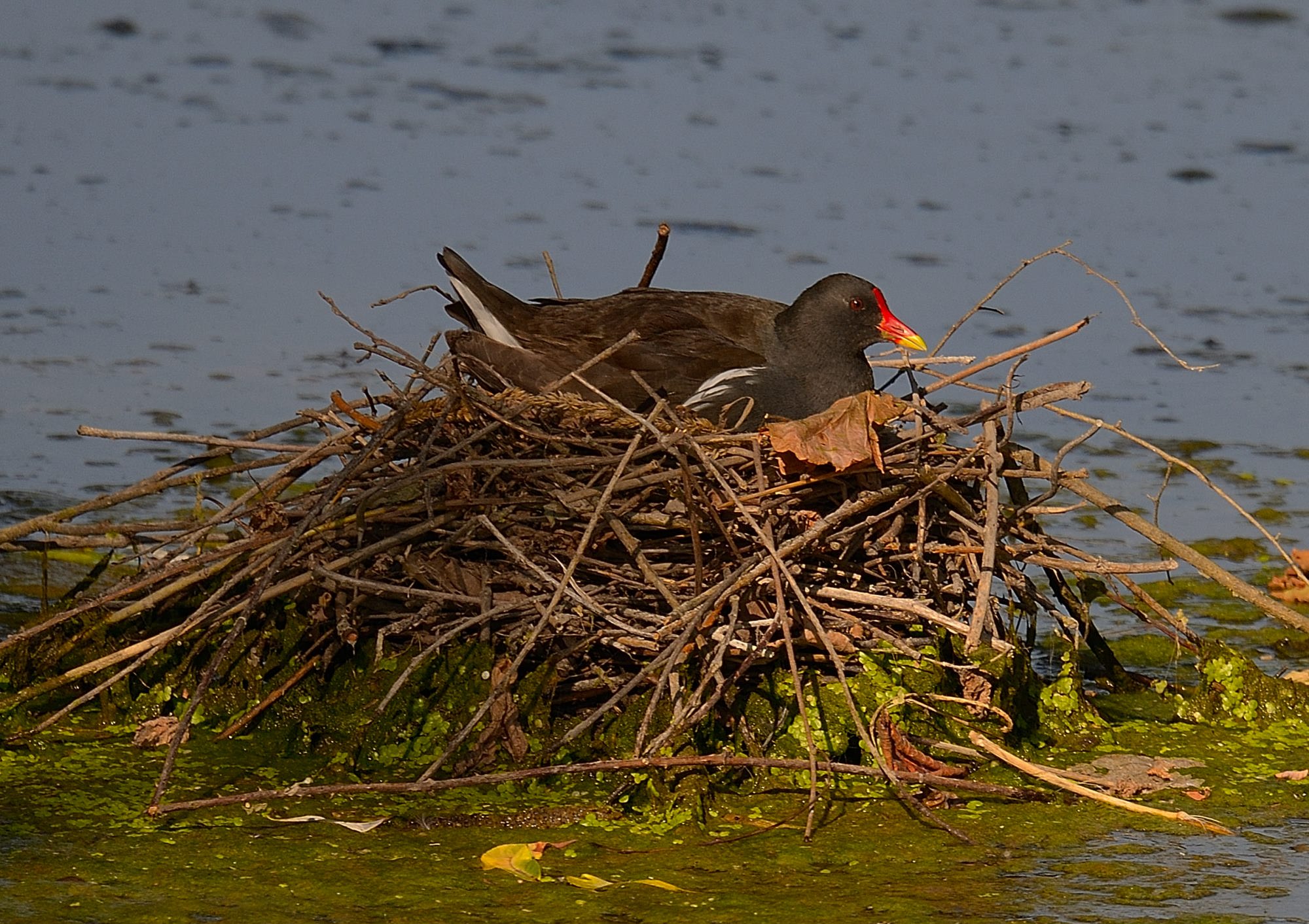 Certo che potevi nascondere un po il nido...