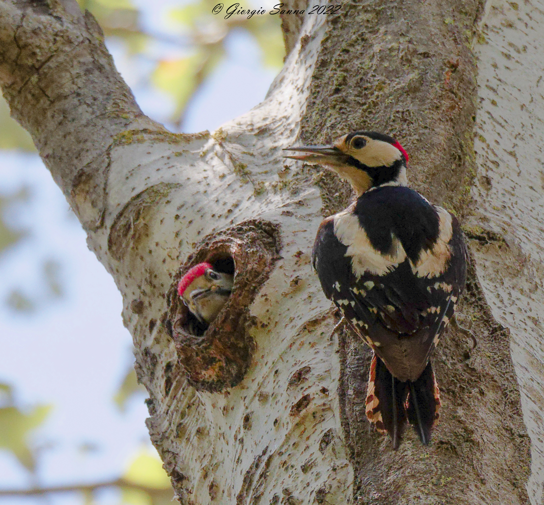 Greater red woodpecker