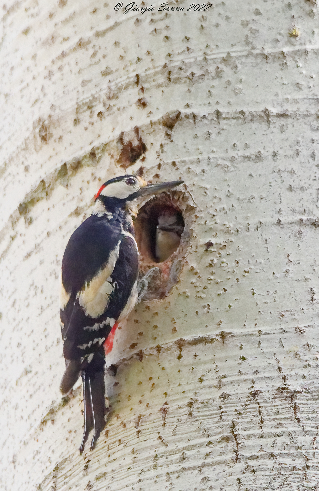 Greater red woodpecker