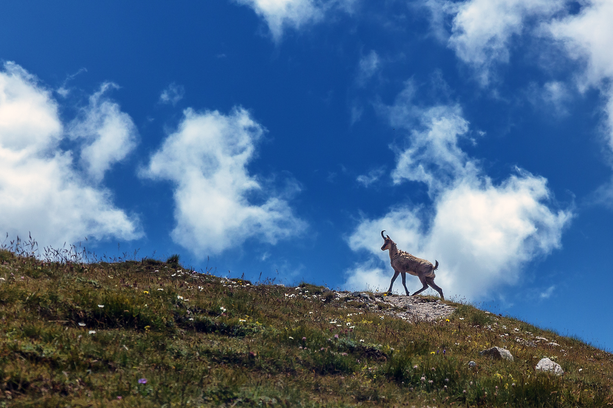 Il camoscio d'Abruzzo