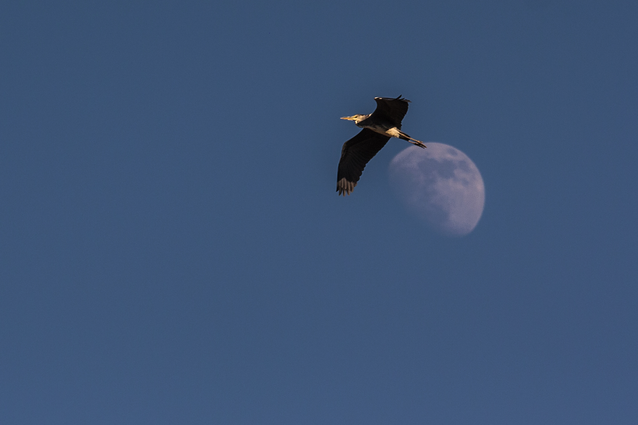 Un salto dalla Luna!