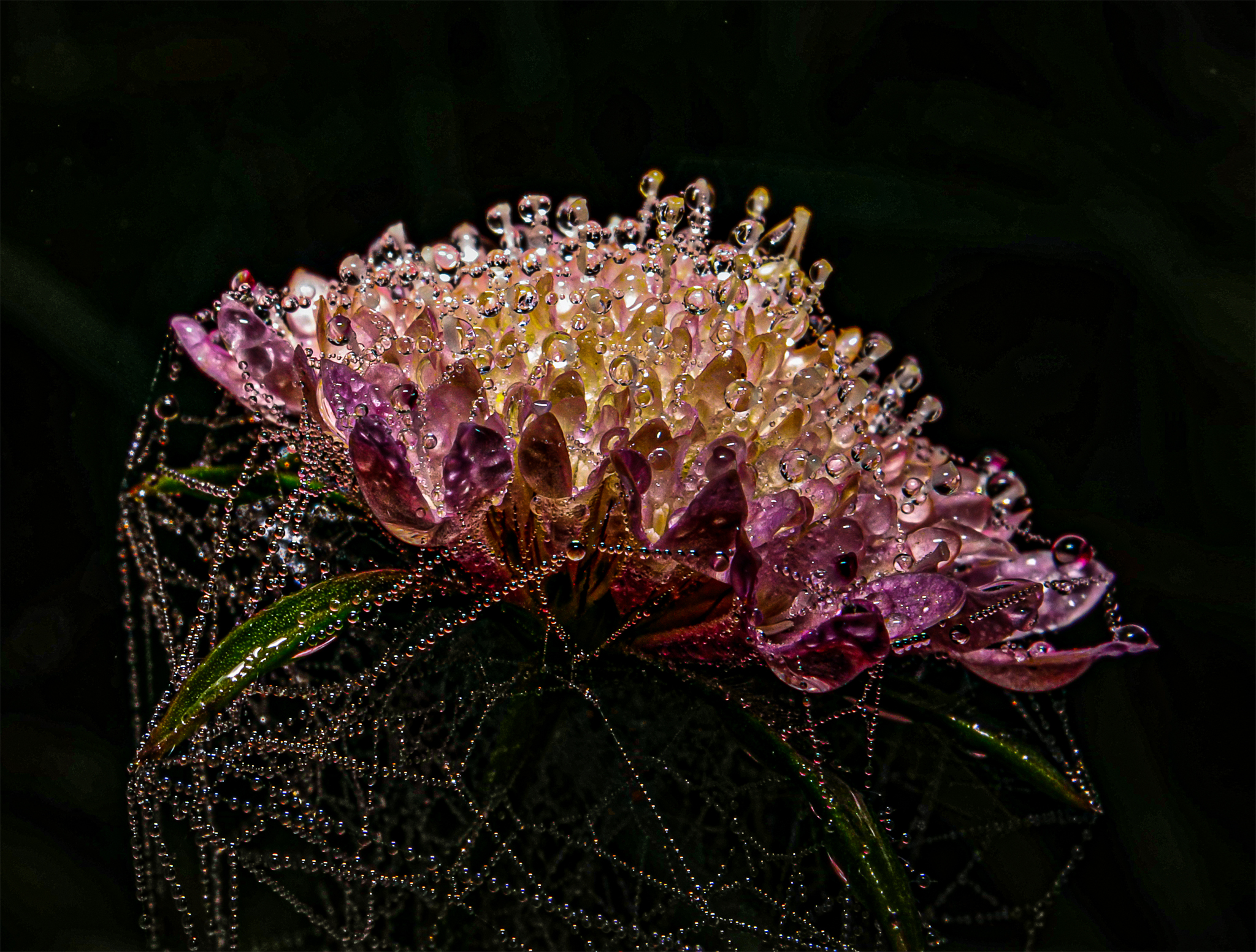 Dew Jewel