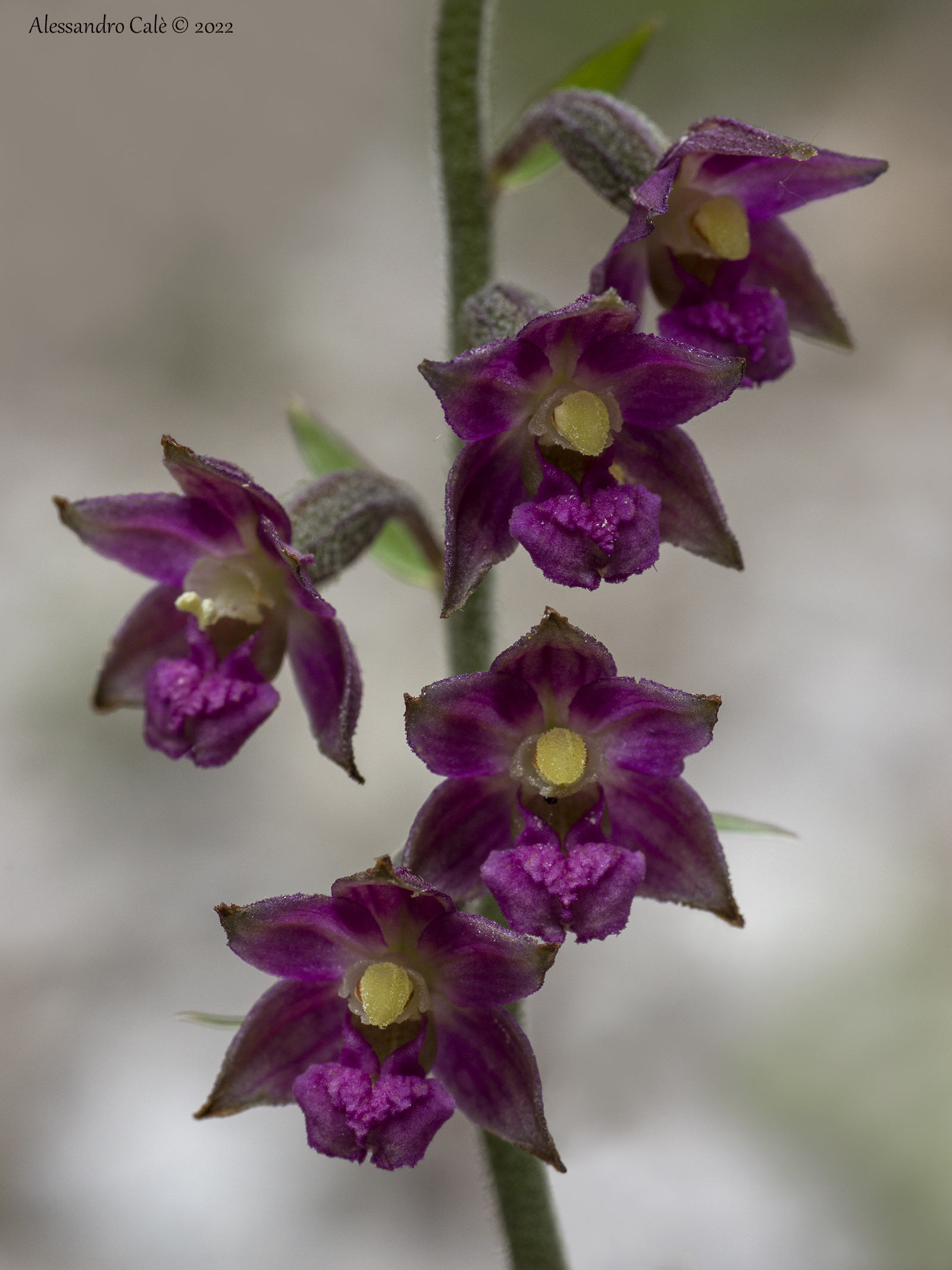 Epipactis atrorubens 7489