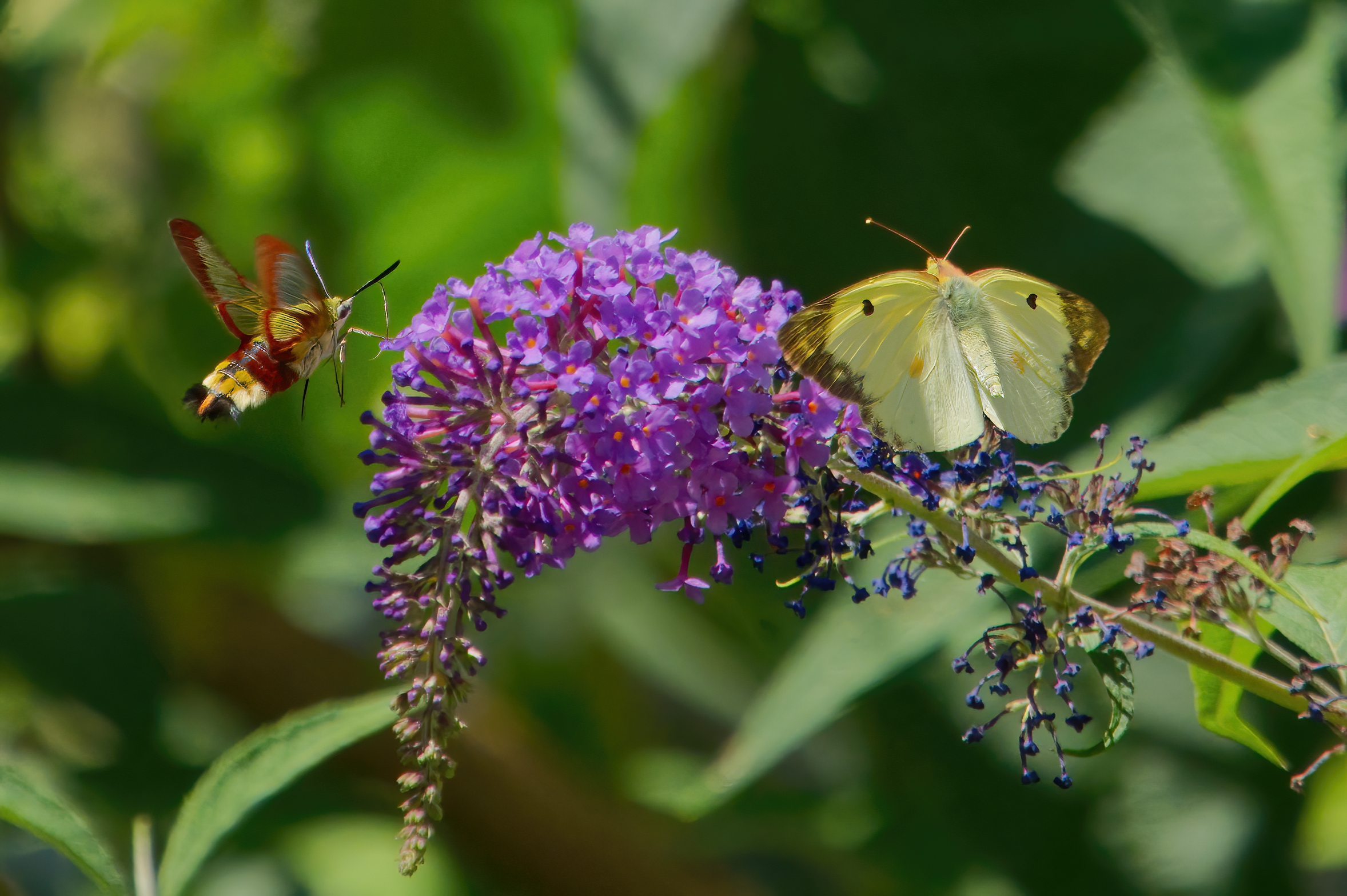A flower for two