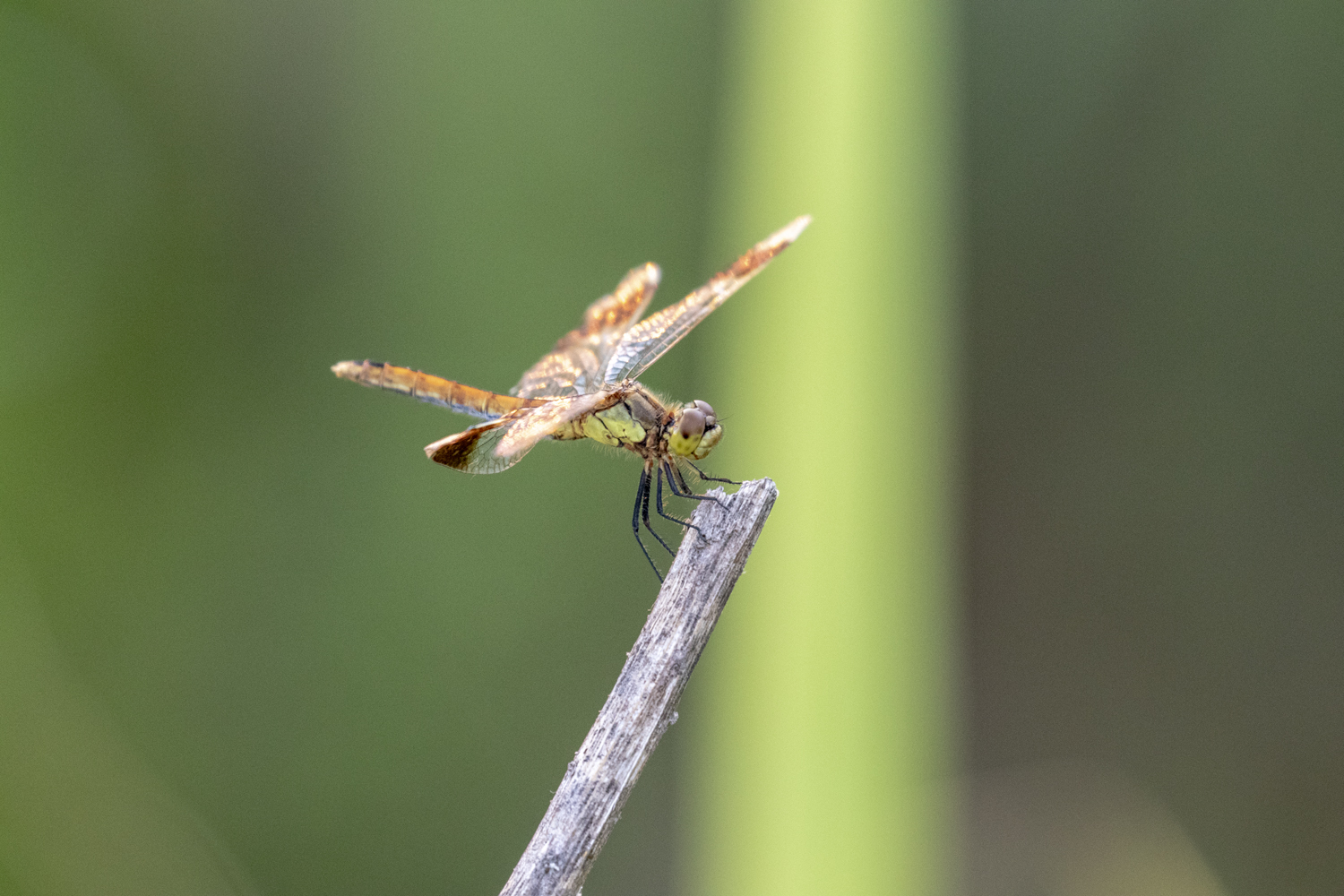 A Sympetrum in the evening