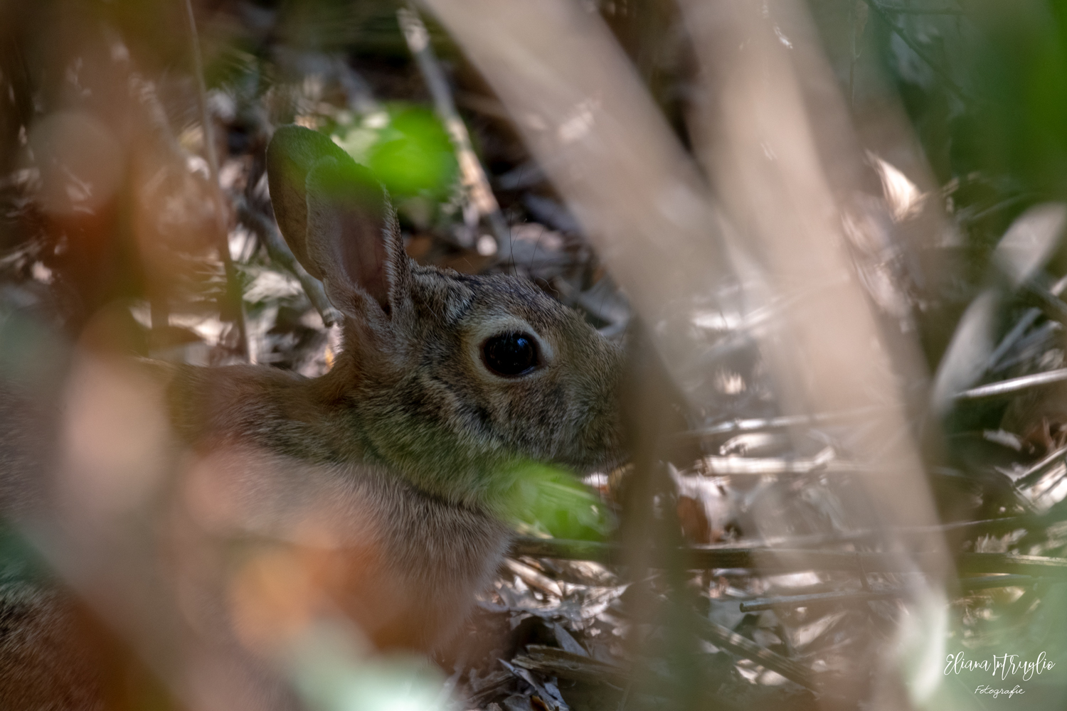 Look through the fronds