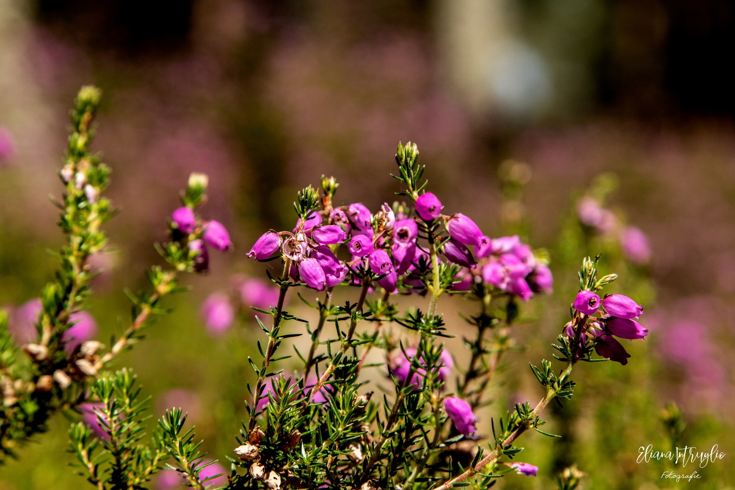 The Erika, the symbol of Scotland
