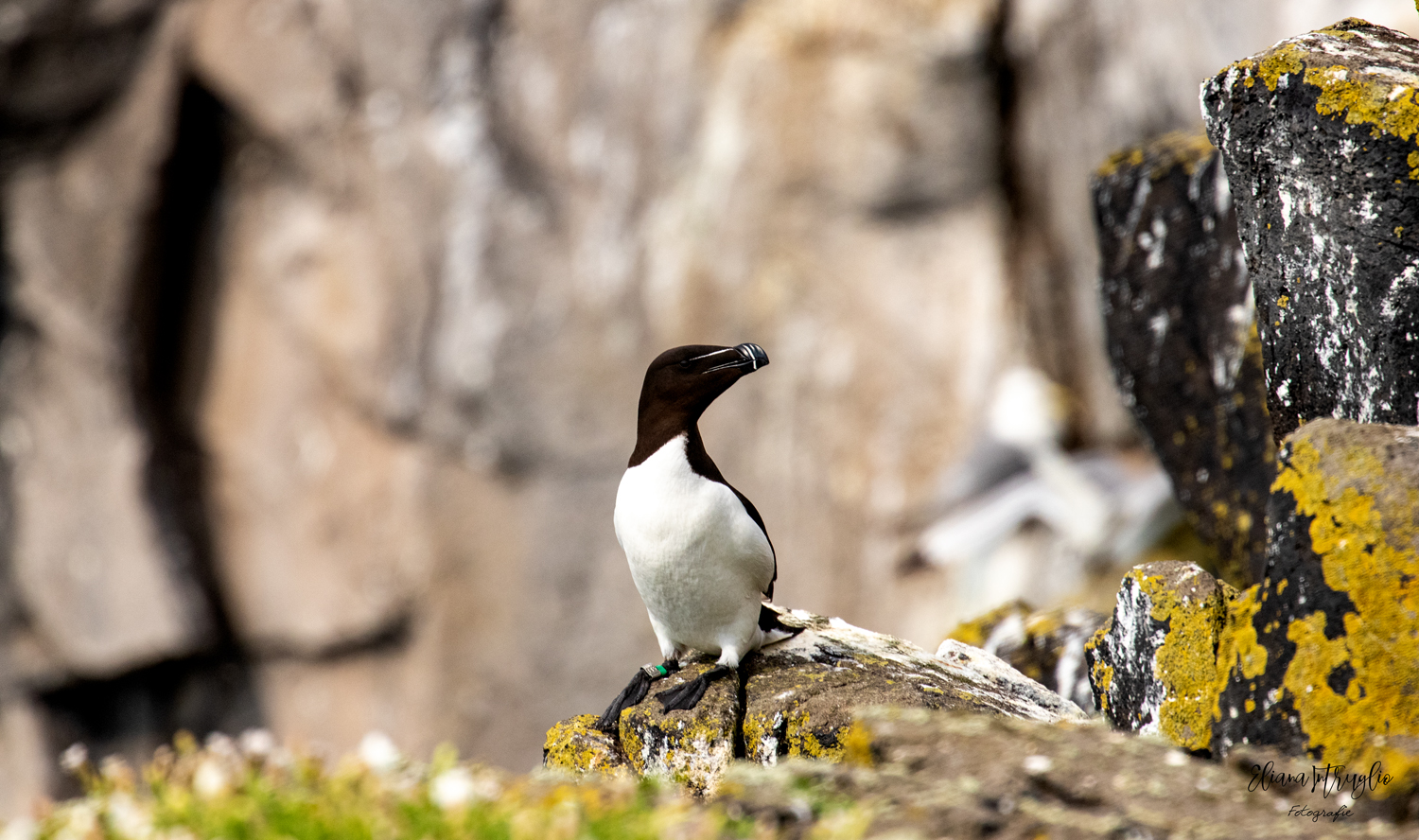 Seated sea magpie