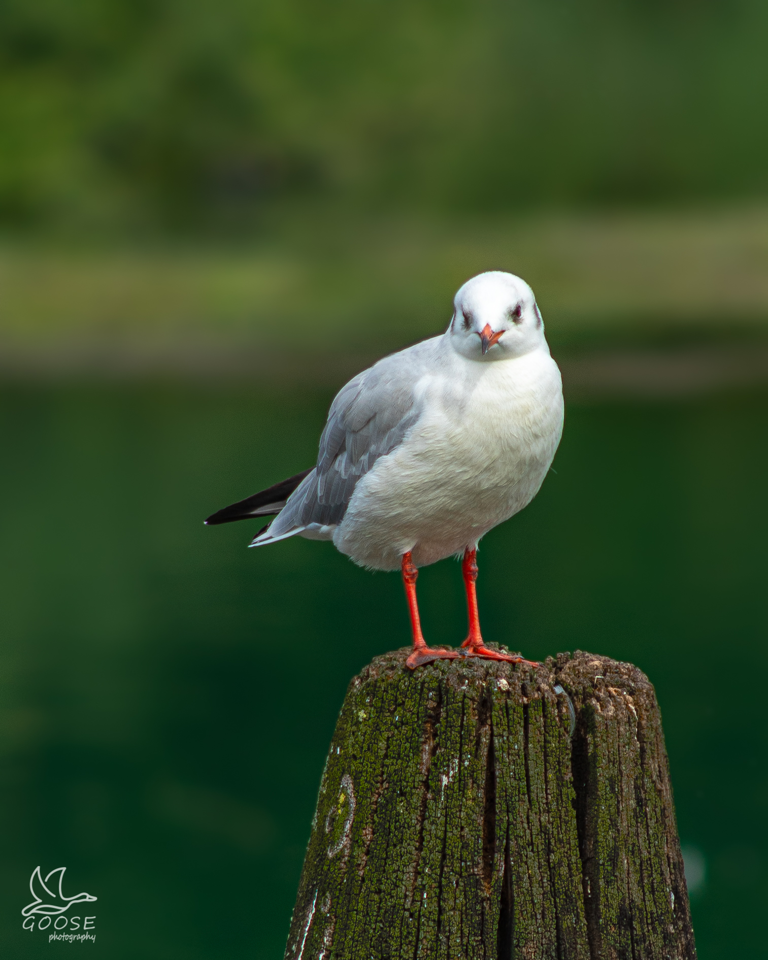 gull