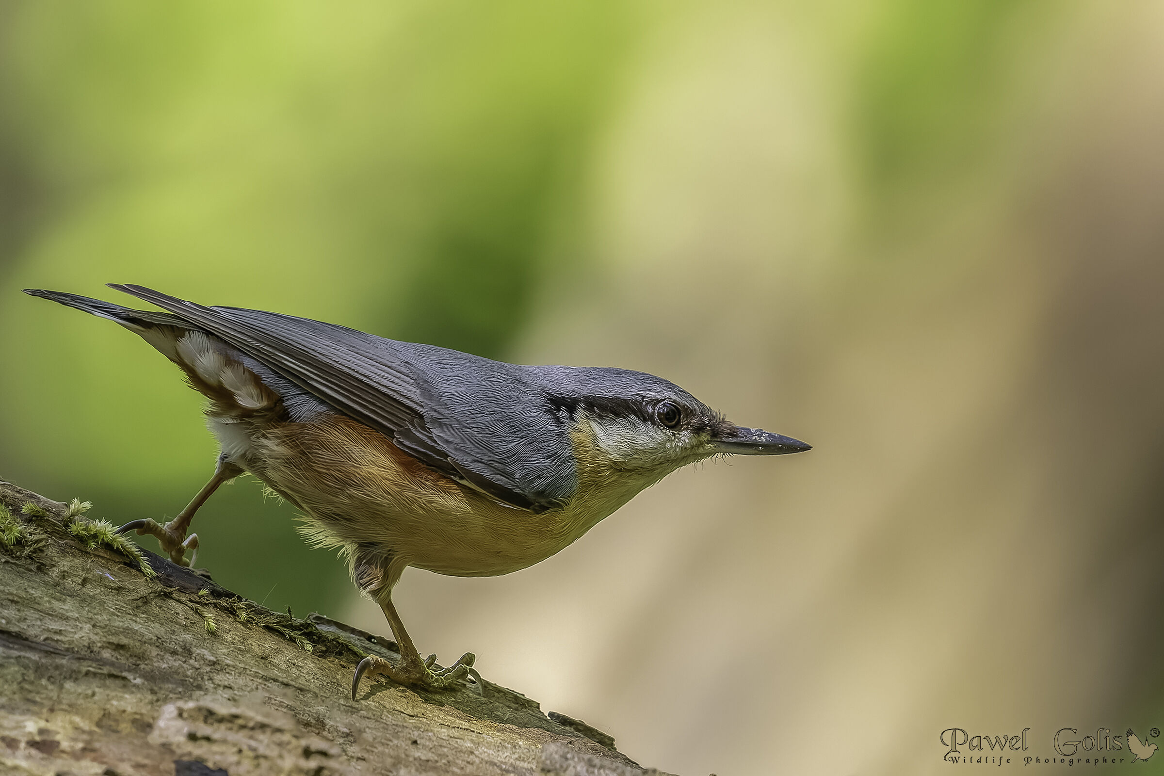 Nuthatch (Sitta europaea)