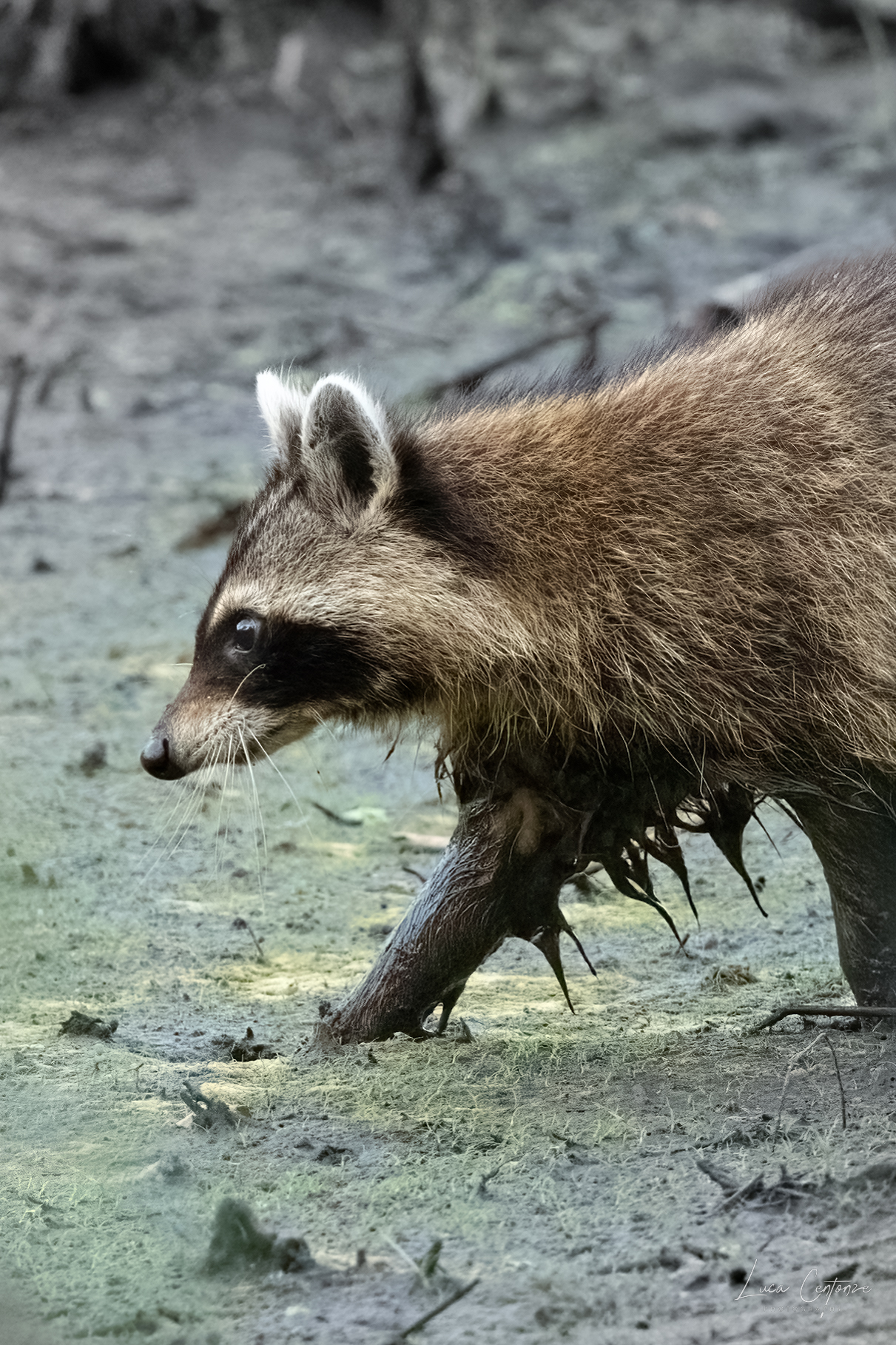 Raccoon - Procione
