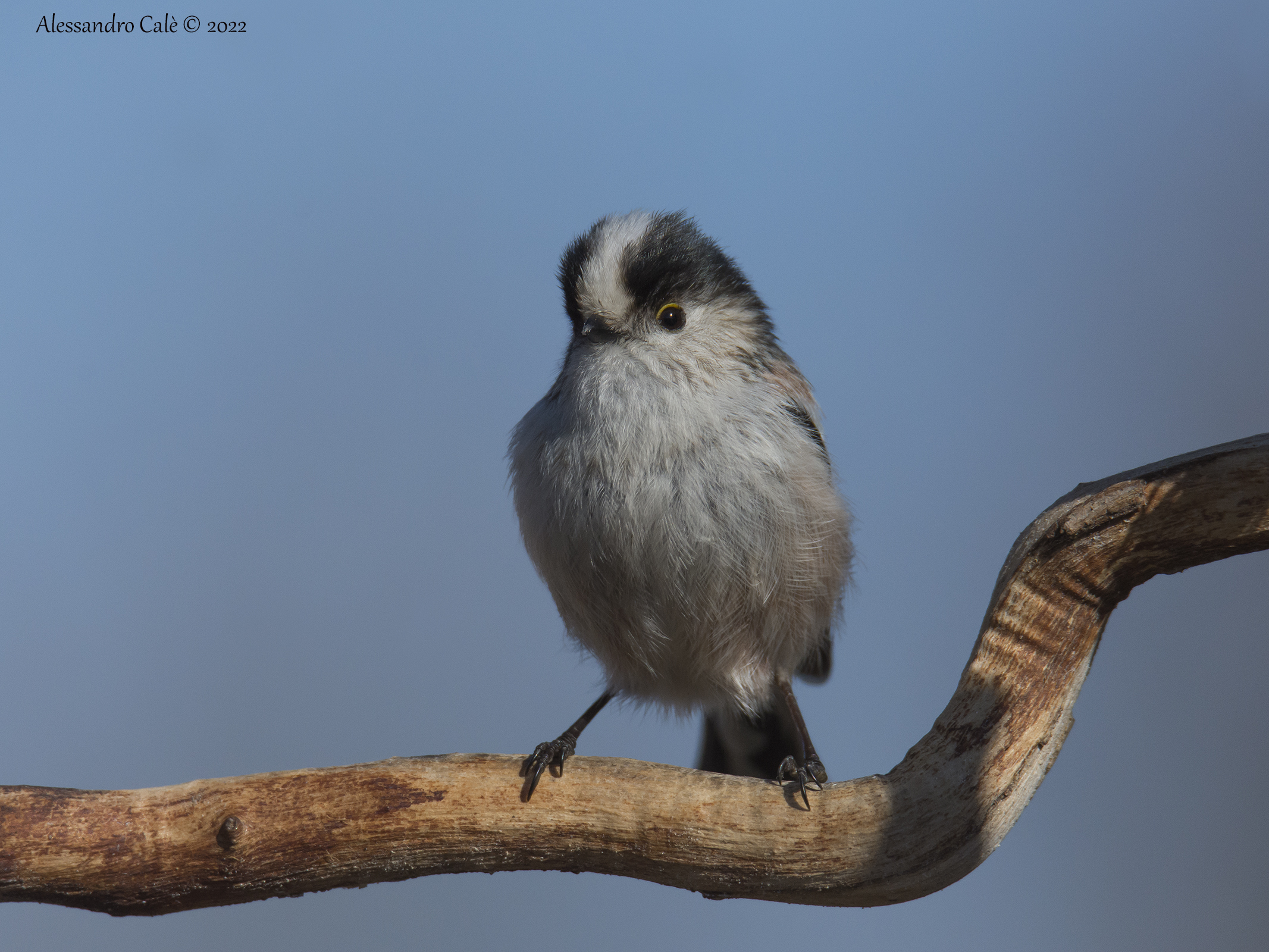 Aegithalos caudatus ( Codibugnolo) 8130
