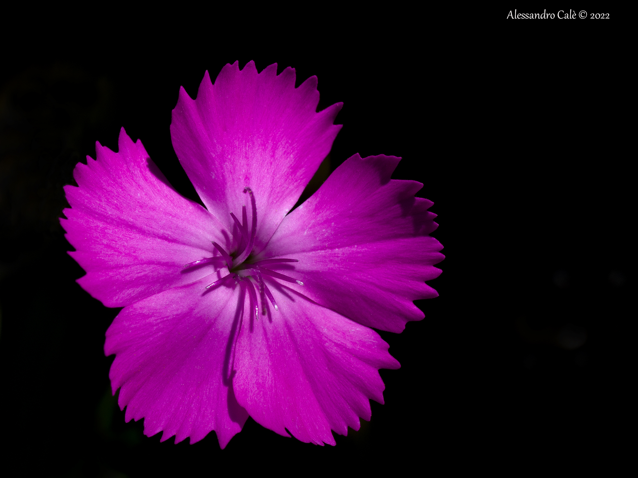 Dianthus carthusianorum 7199