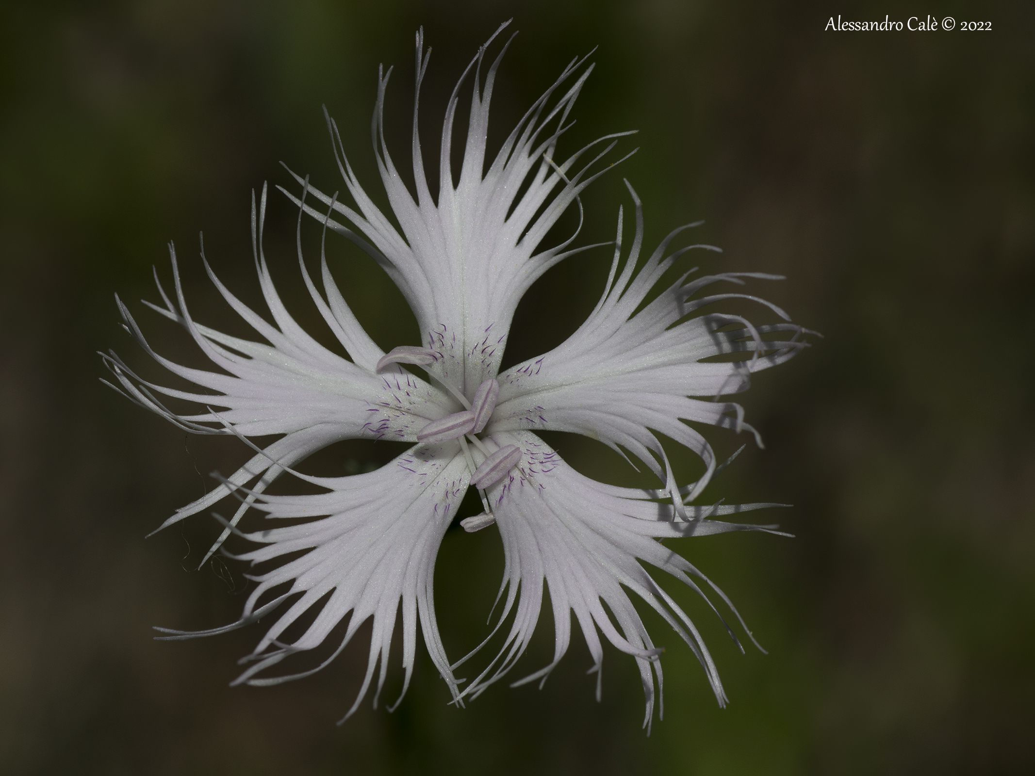 Dianthus monspessolanus 7192