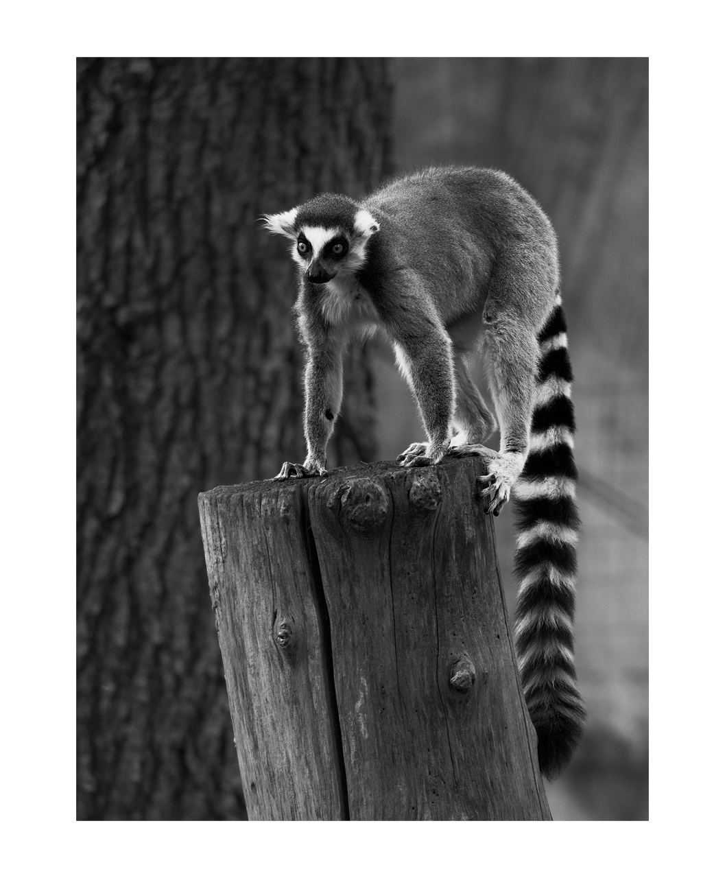 Lemur, biopark of Rome