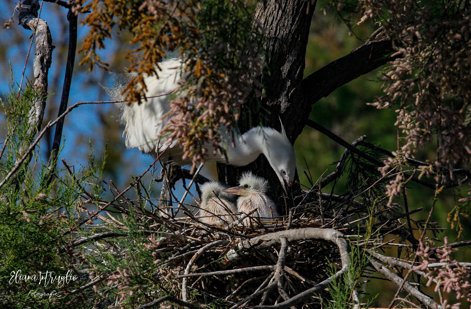 The little ones of the egret