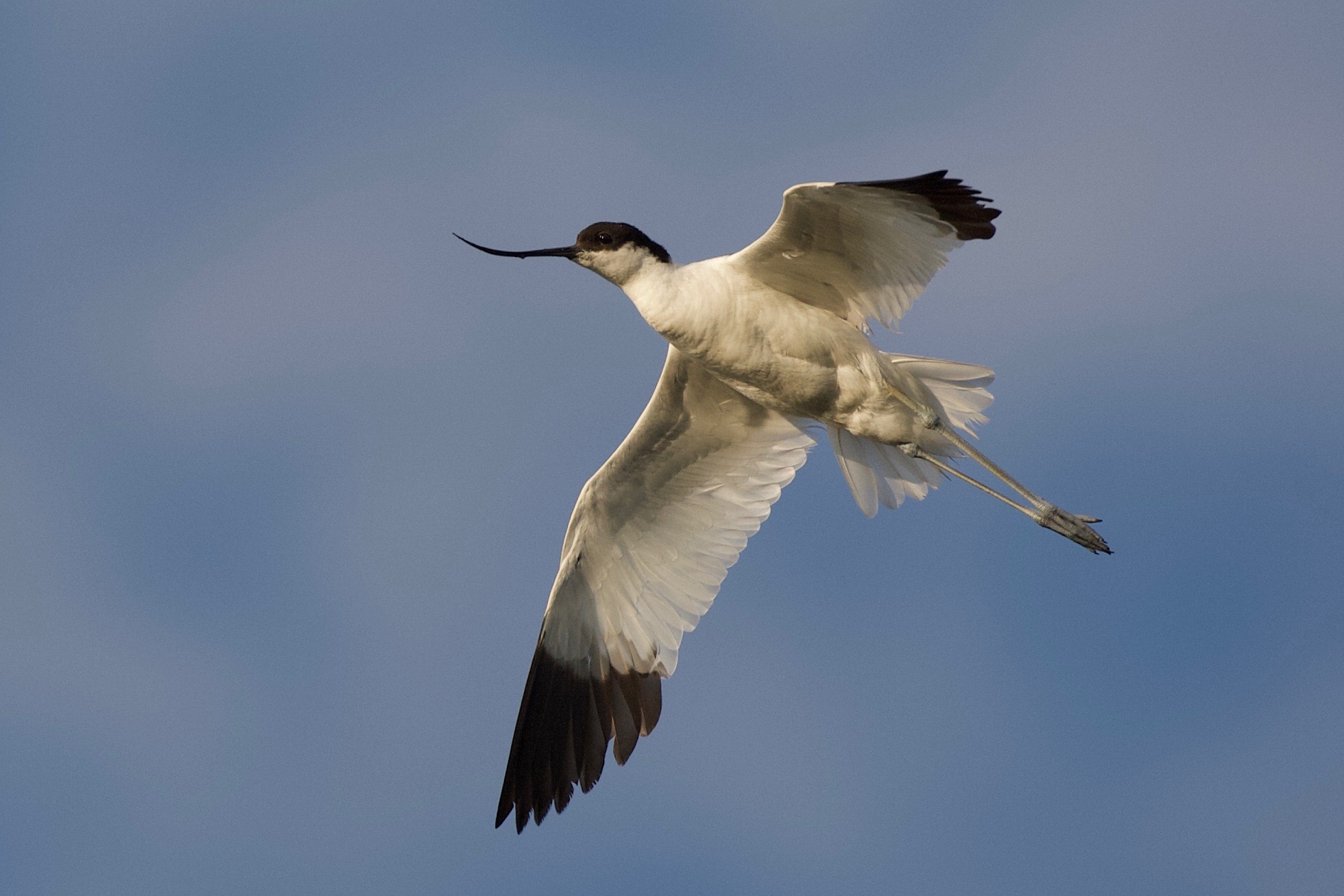 Avocetta, Avocet