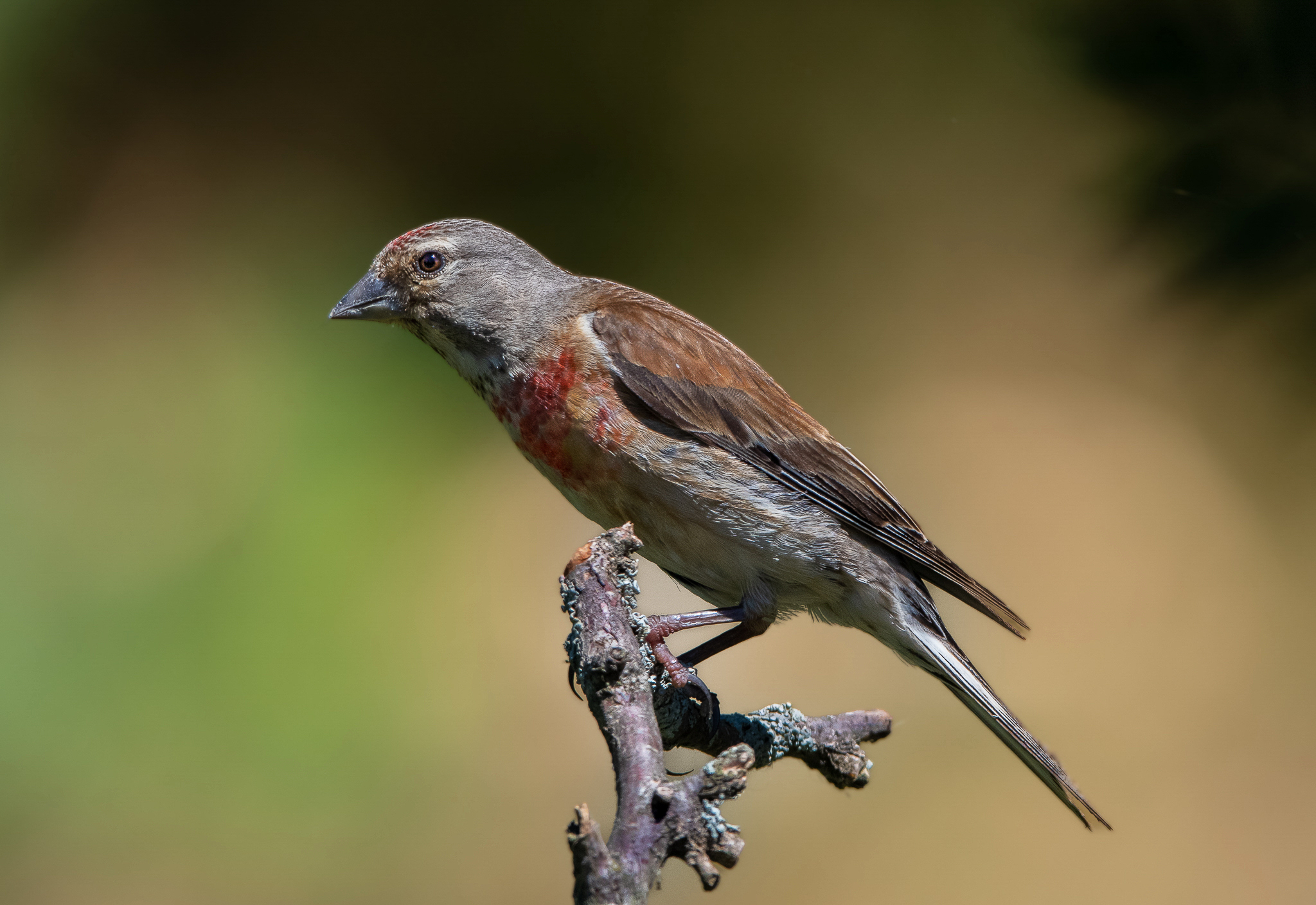Fanello, dopo mesi di caccia ci sono riuscito