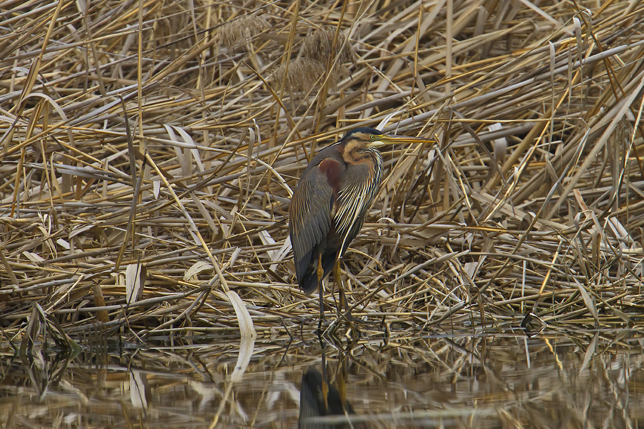 Purple Heron