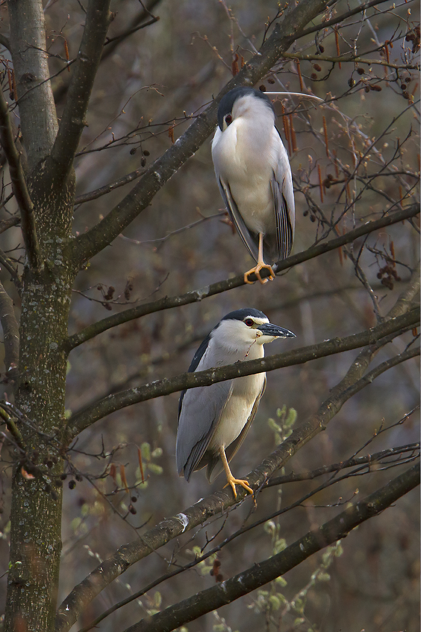 Night Heron