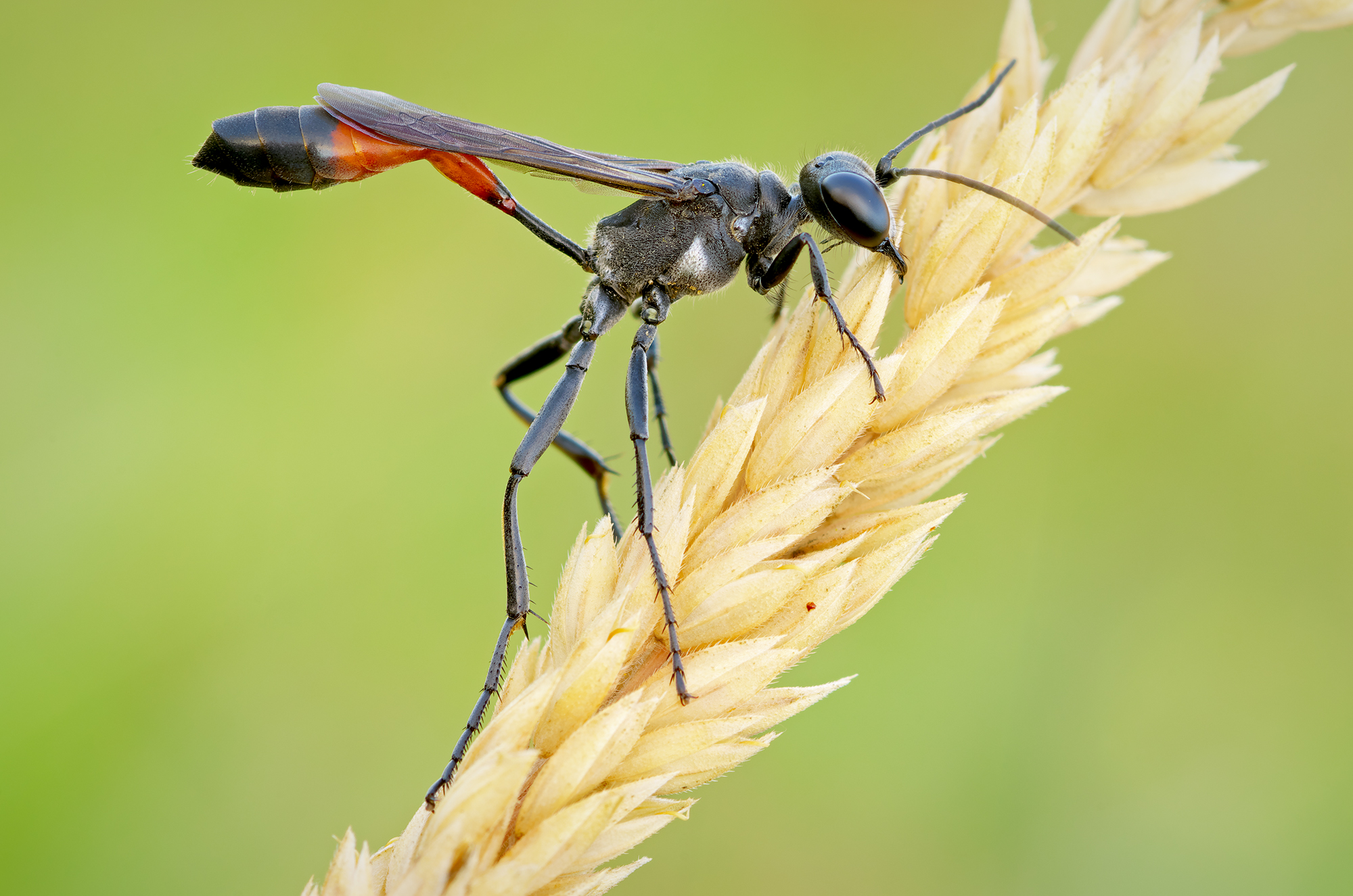 Vespa di sabbia a bande rosse (Ammophila sabulosa).