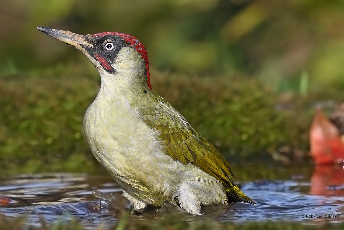 Picus viridis (Green woodpecker m.)