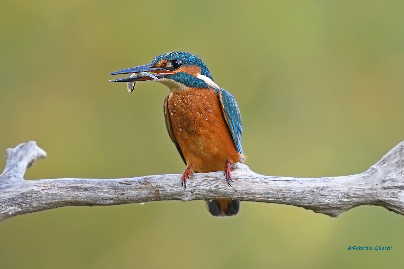 Alcedo atthis (Kingfisher)