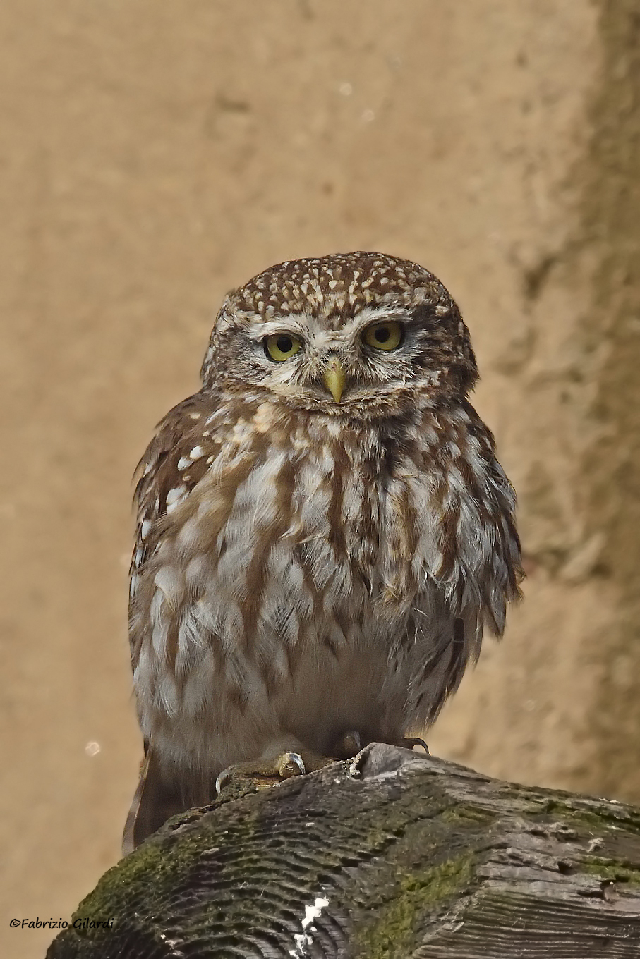 Athene noctua (Owl)