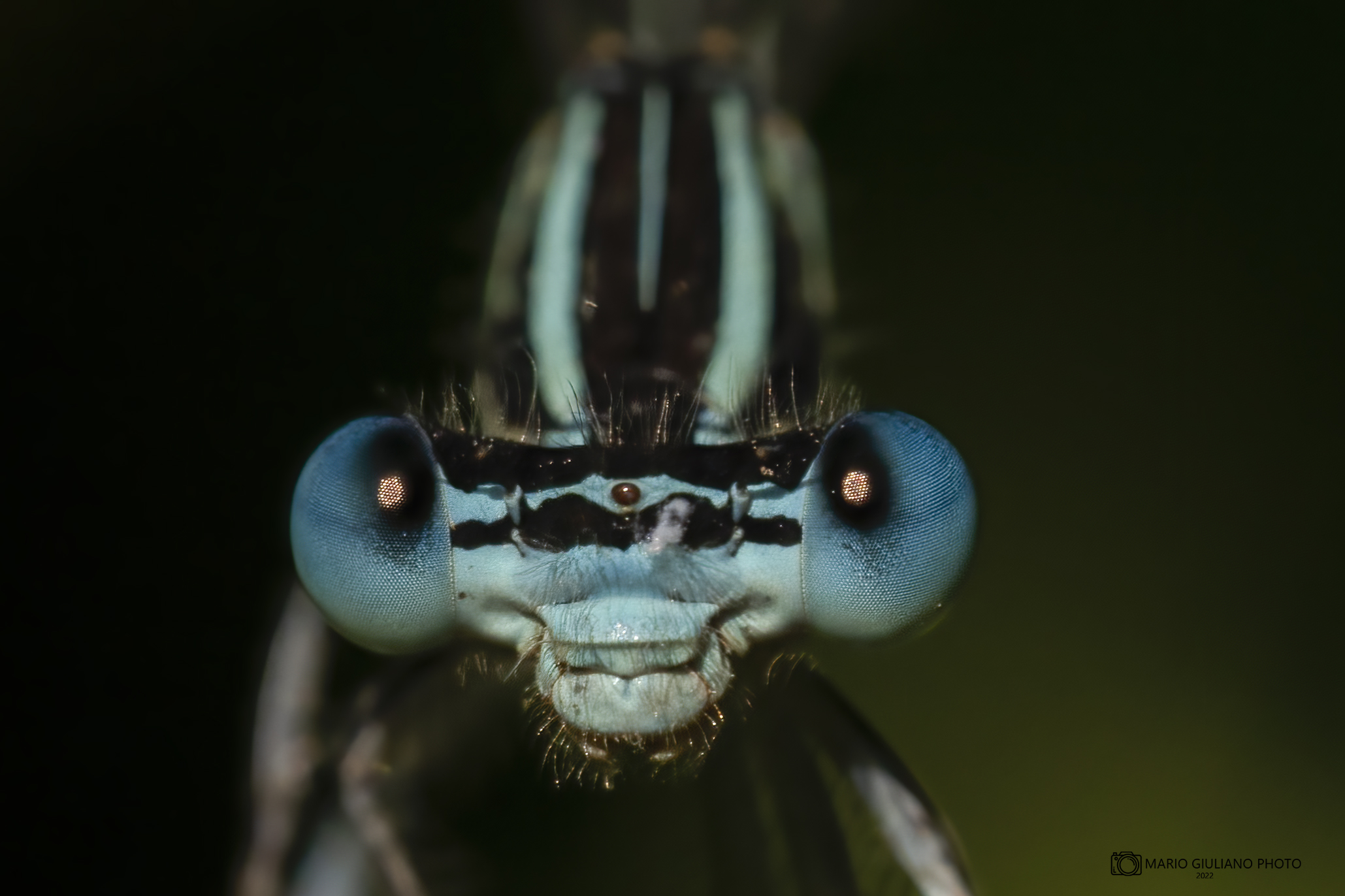 Common Zampalarga