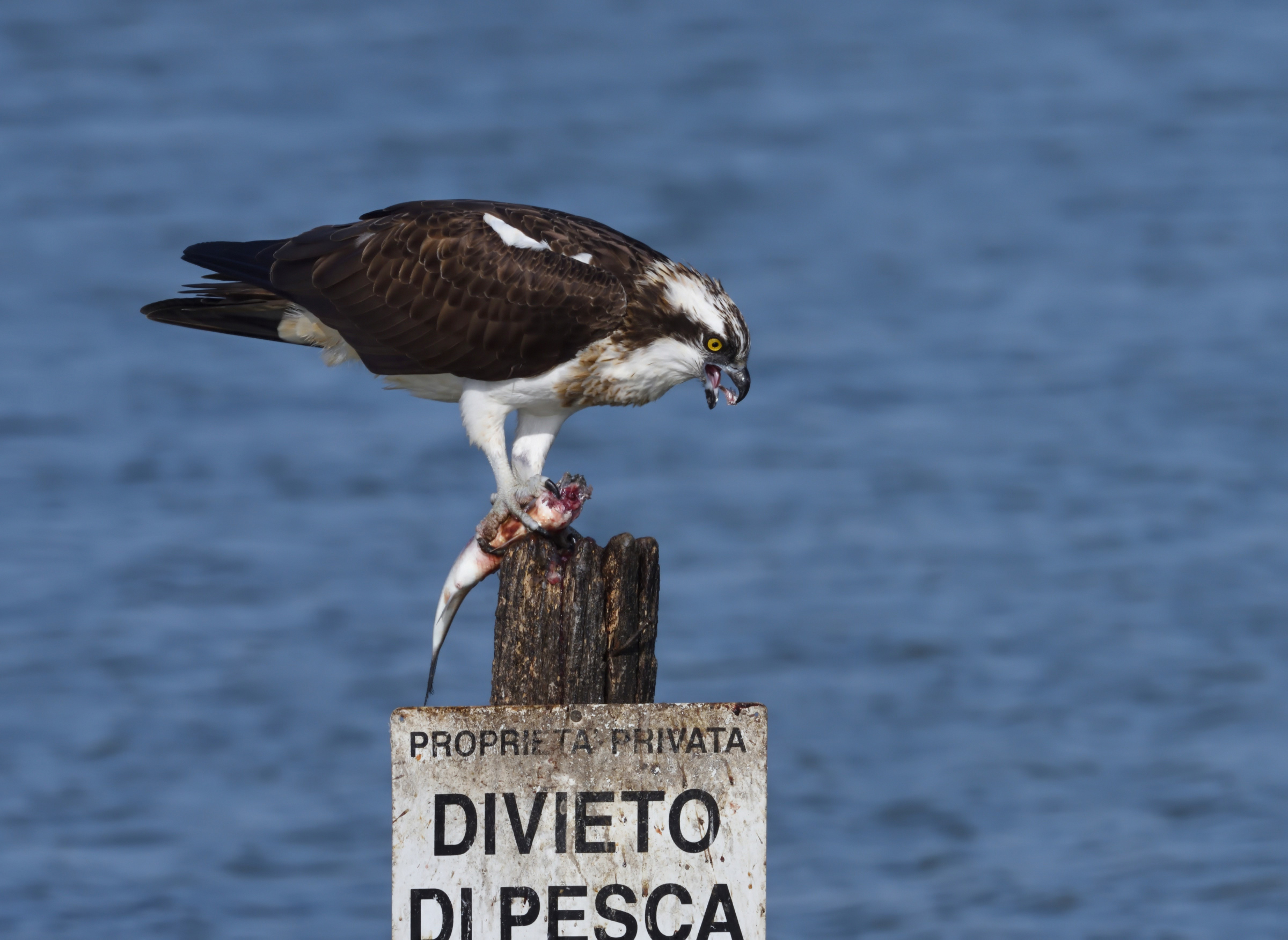 Osprey
