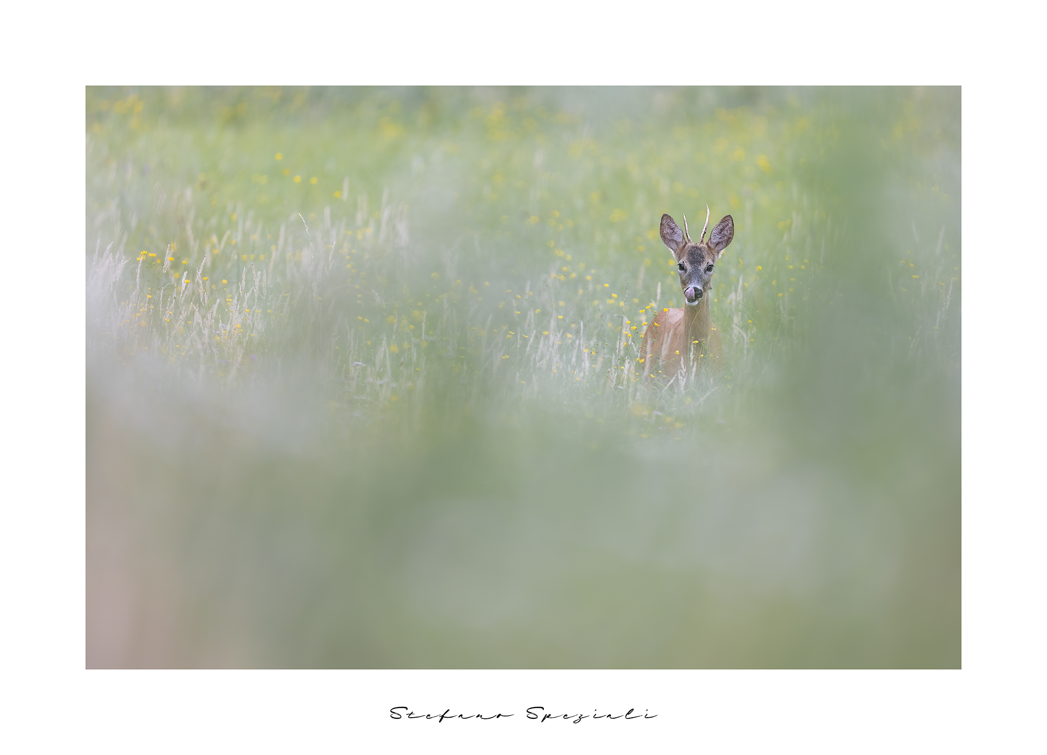 Capriolo - Capreolus capreolus