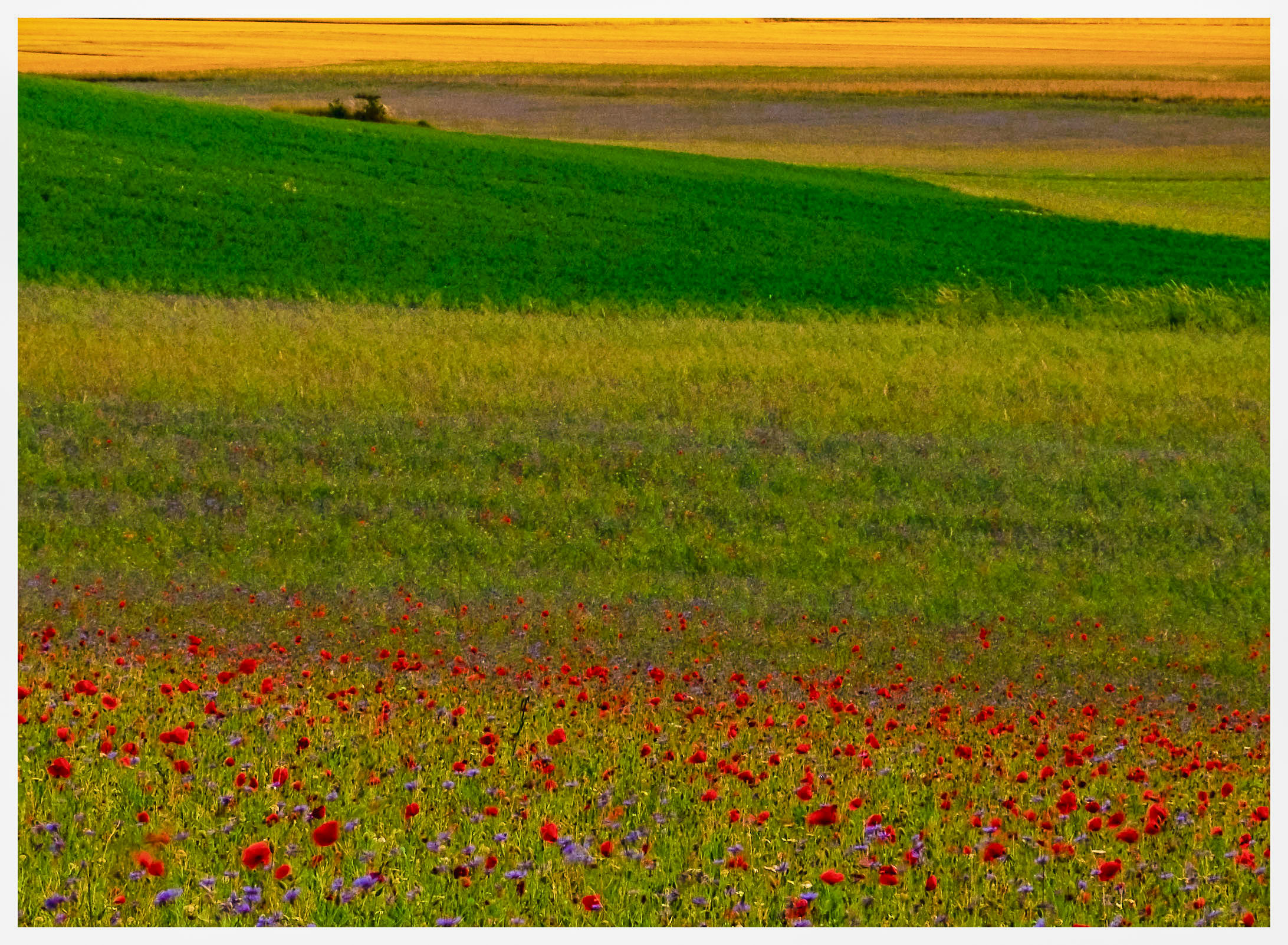 Colori