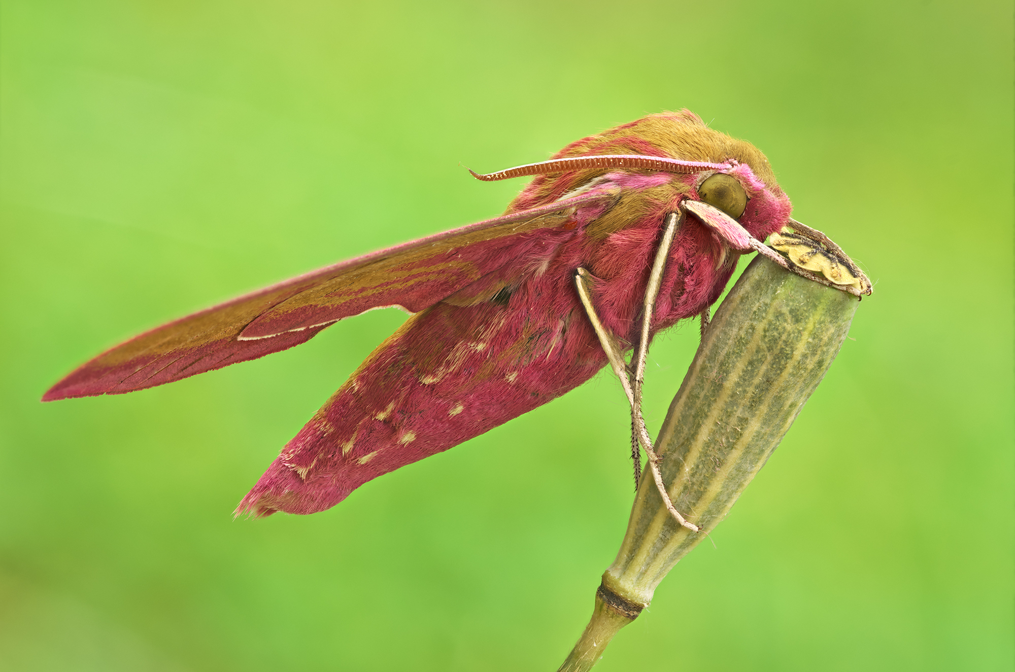 La falena falco elefante (Deilephila elpenor).