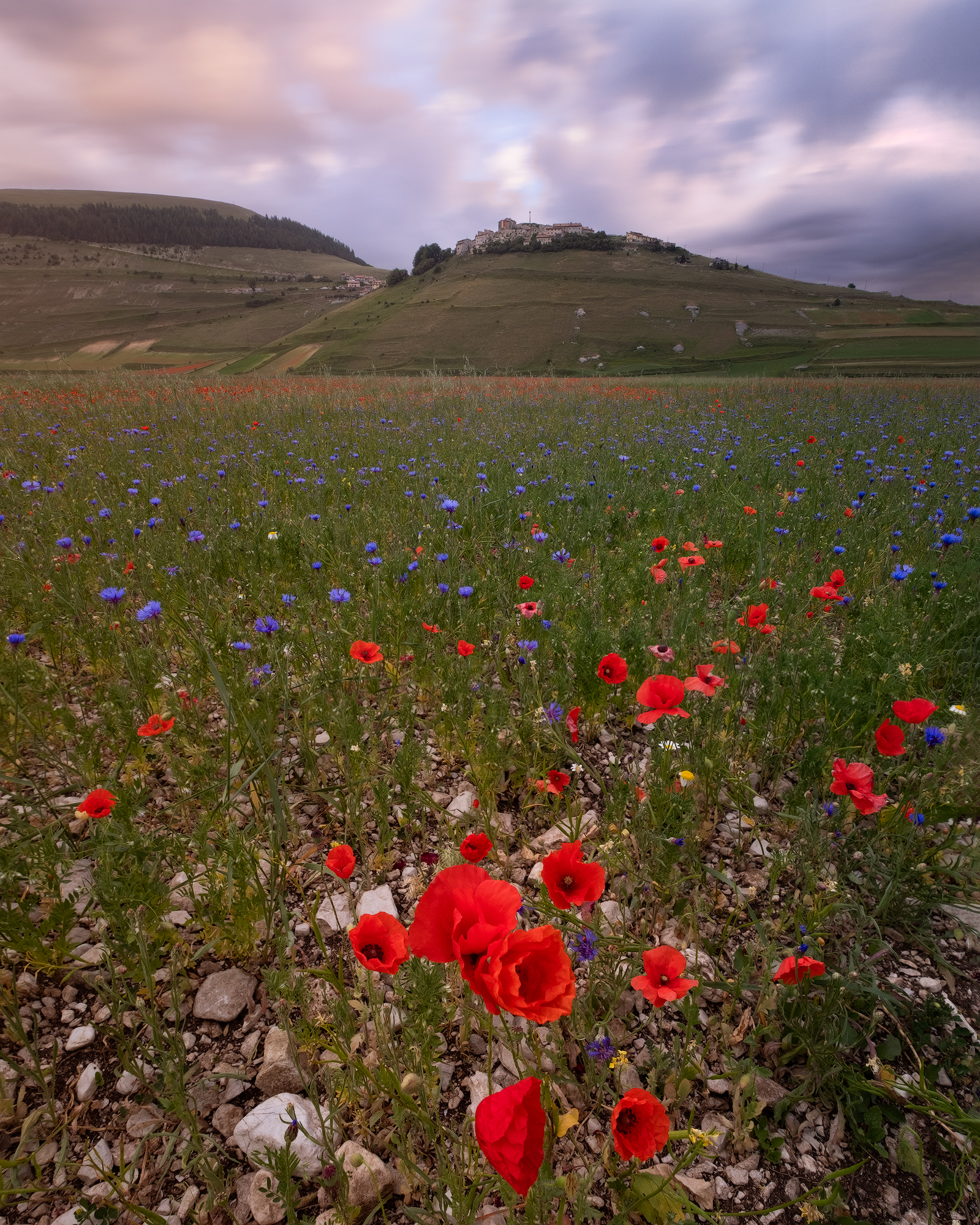 Poppies in Castelluccio